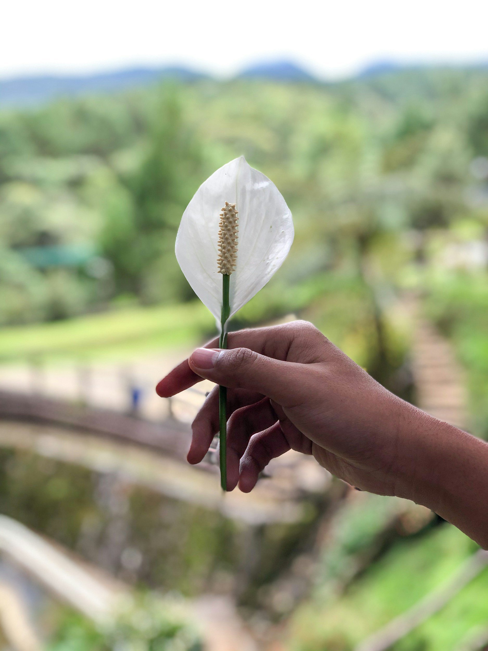 A person's hand holding a white flower with a long yellow pistil against a blurred green outdoor background.