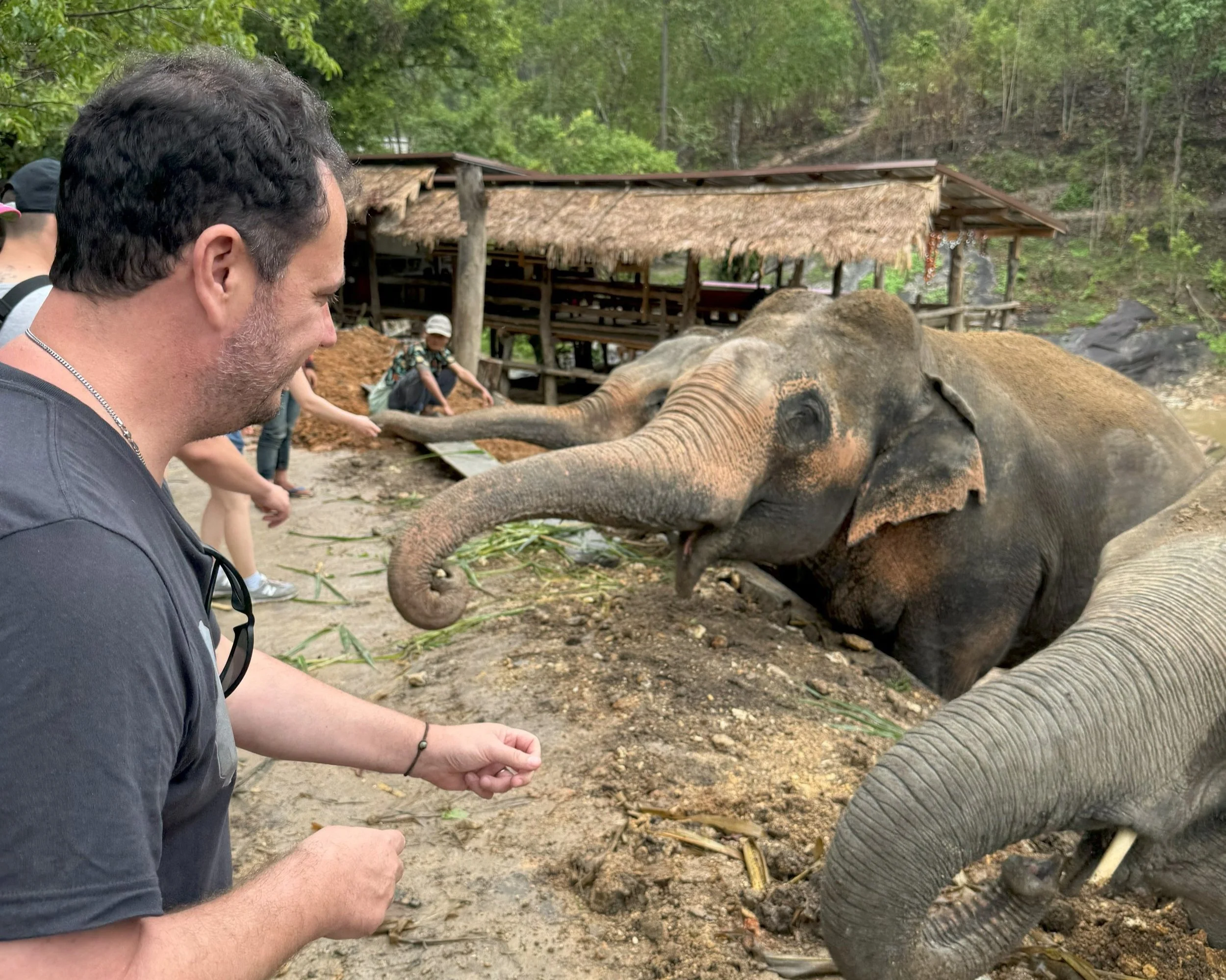 Elephant rescue near Chiang Mai, Thailand