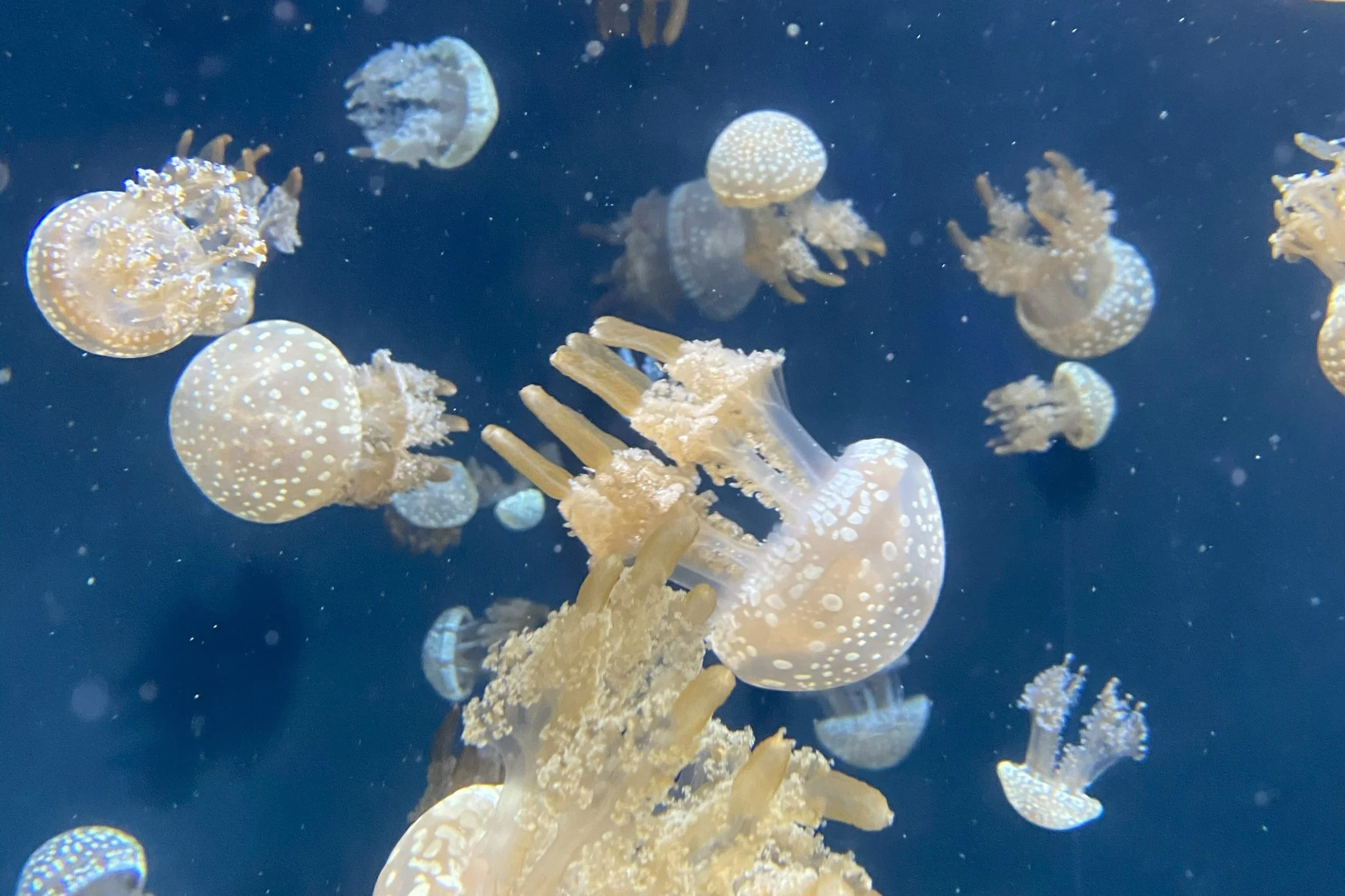 Singapore Oceanarium, Singapore