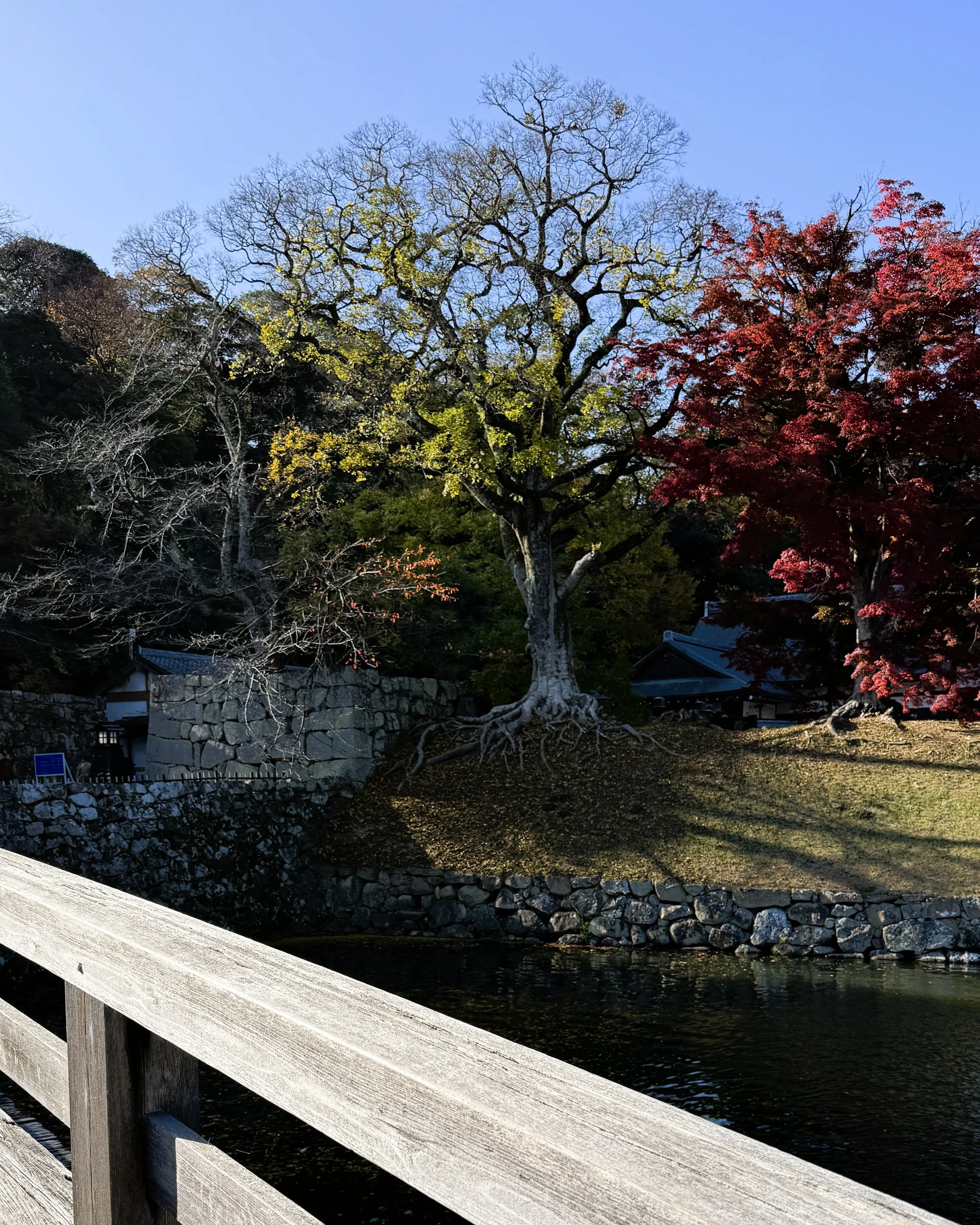 Why There's No Wrong Time to Visit Japan, Thailand &amp; Singapore