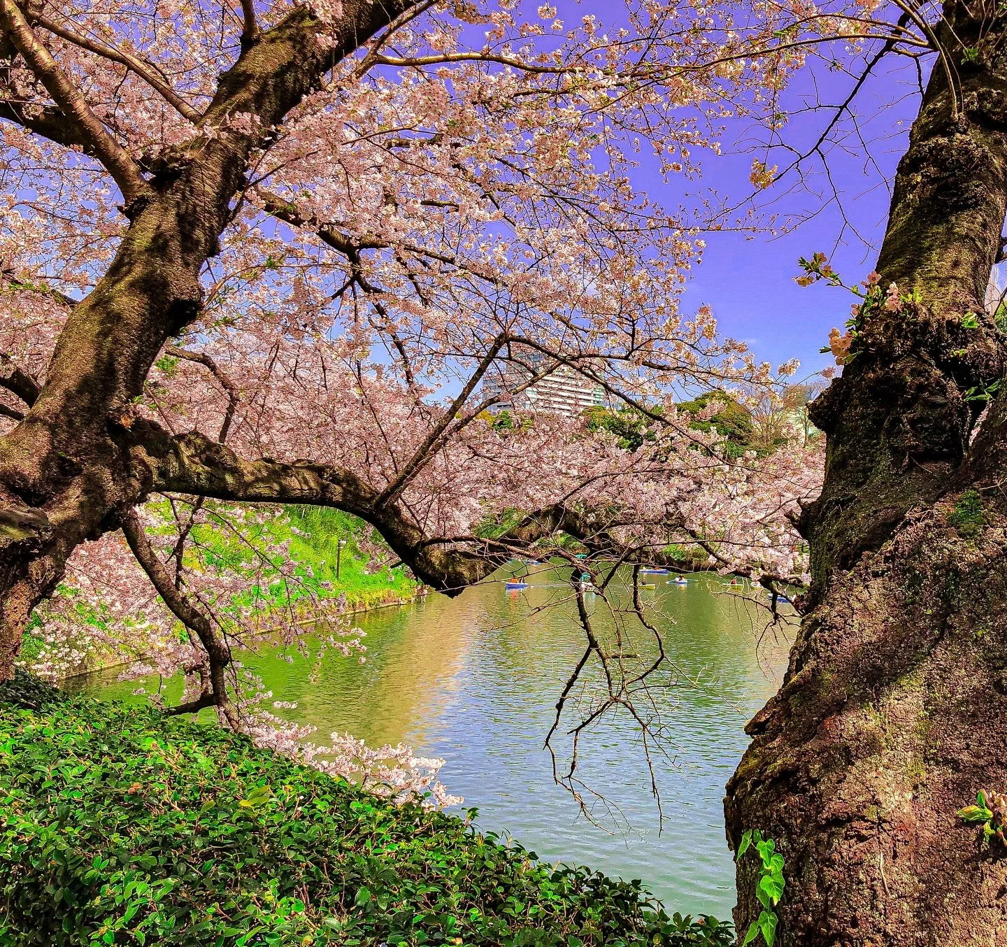 There&rsquo;s No Wrong Time to Go / Japan Blog Post

Cherry blossom season is the one everyone talks about.

And yes &mdash; it&rsquo;s stunning. We won&rsquo;t argue with you.

But here&rsquo;s what most people don&rsquo;t realize: Japan in every ot