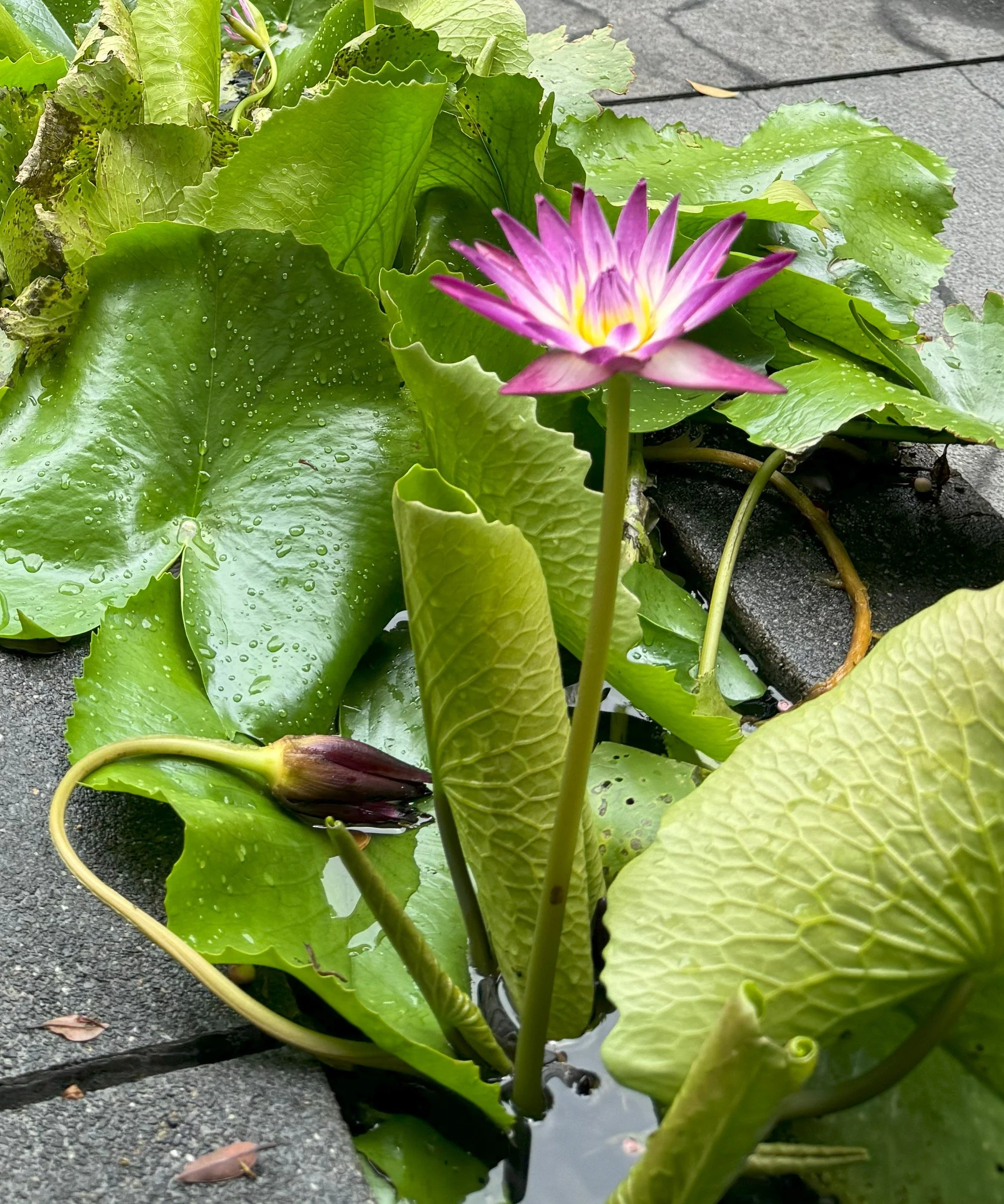 Chiang Mai, Thailand