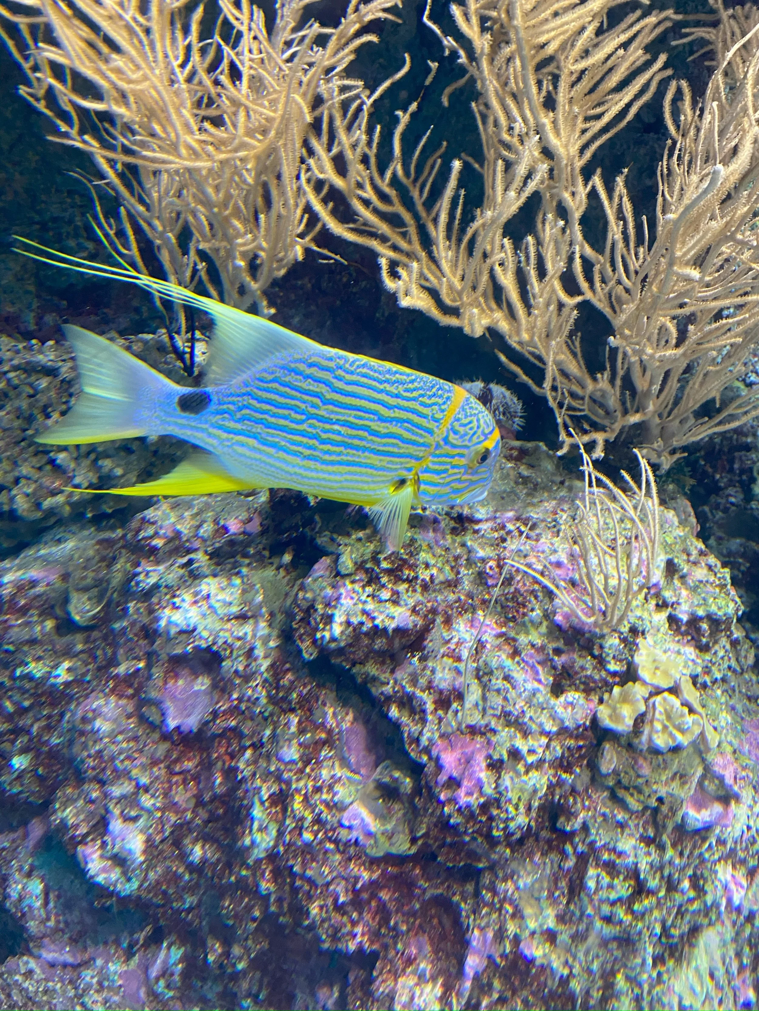Singapore Oceanarium, Singapore