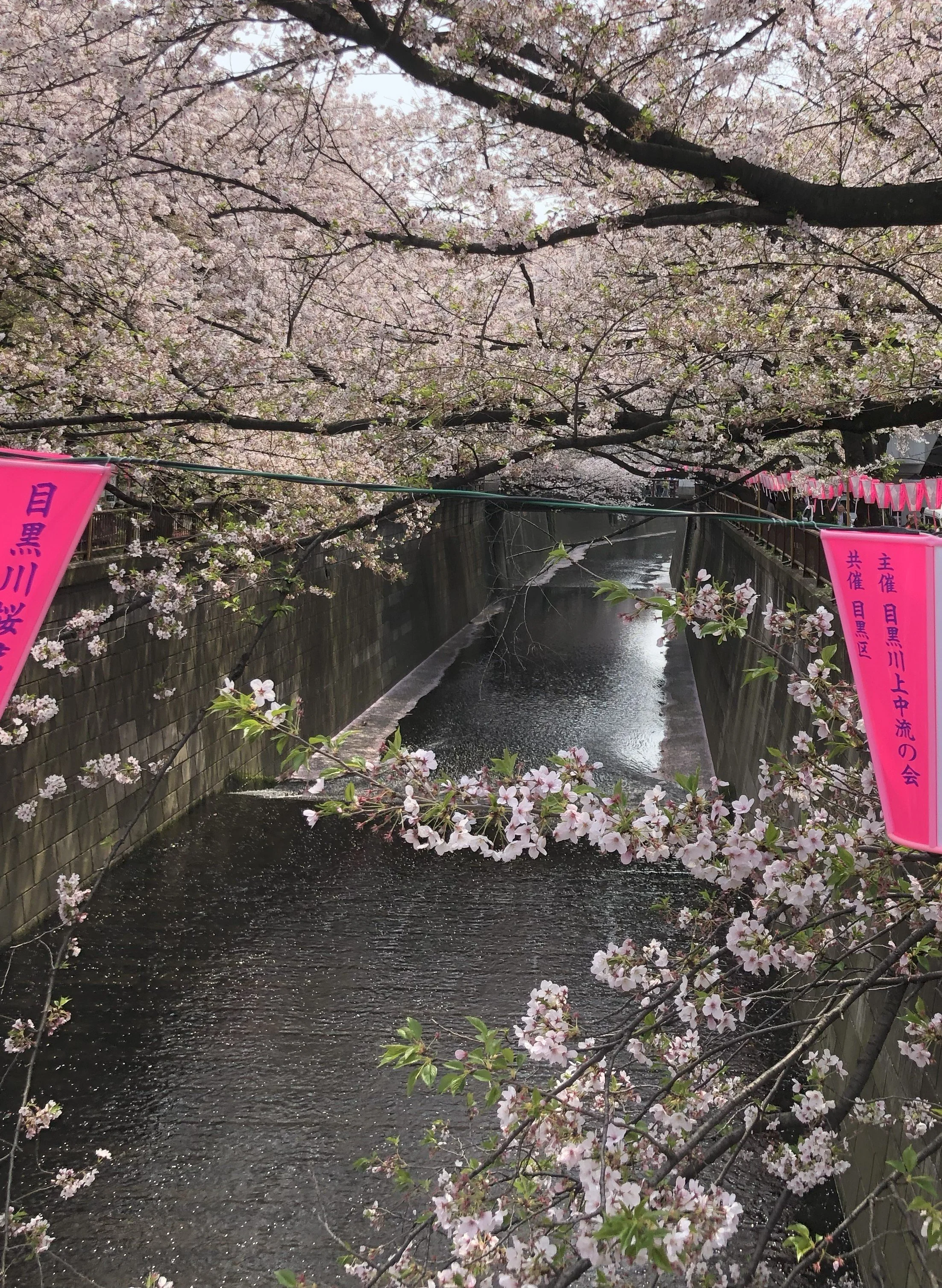 Cherry blossoms, Tokyo, Japan