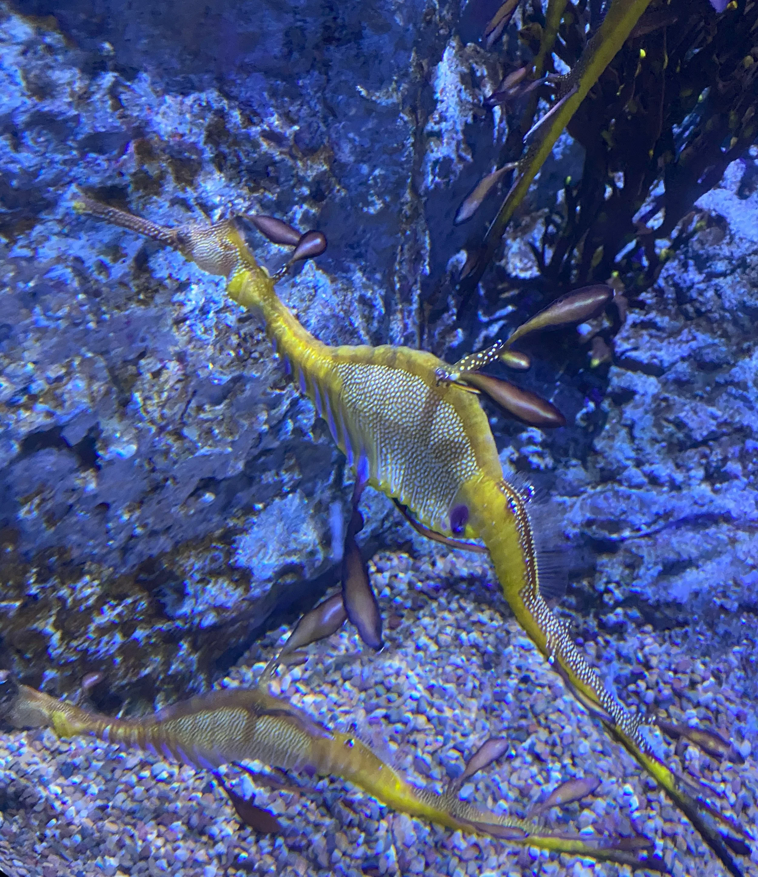 Singapore Oceanarium, Singapore