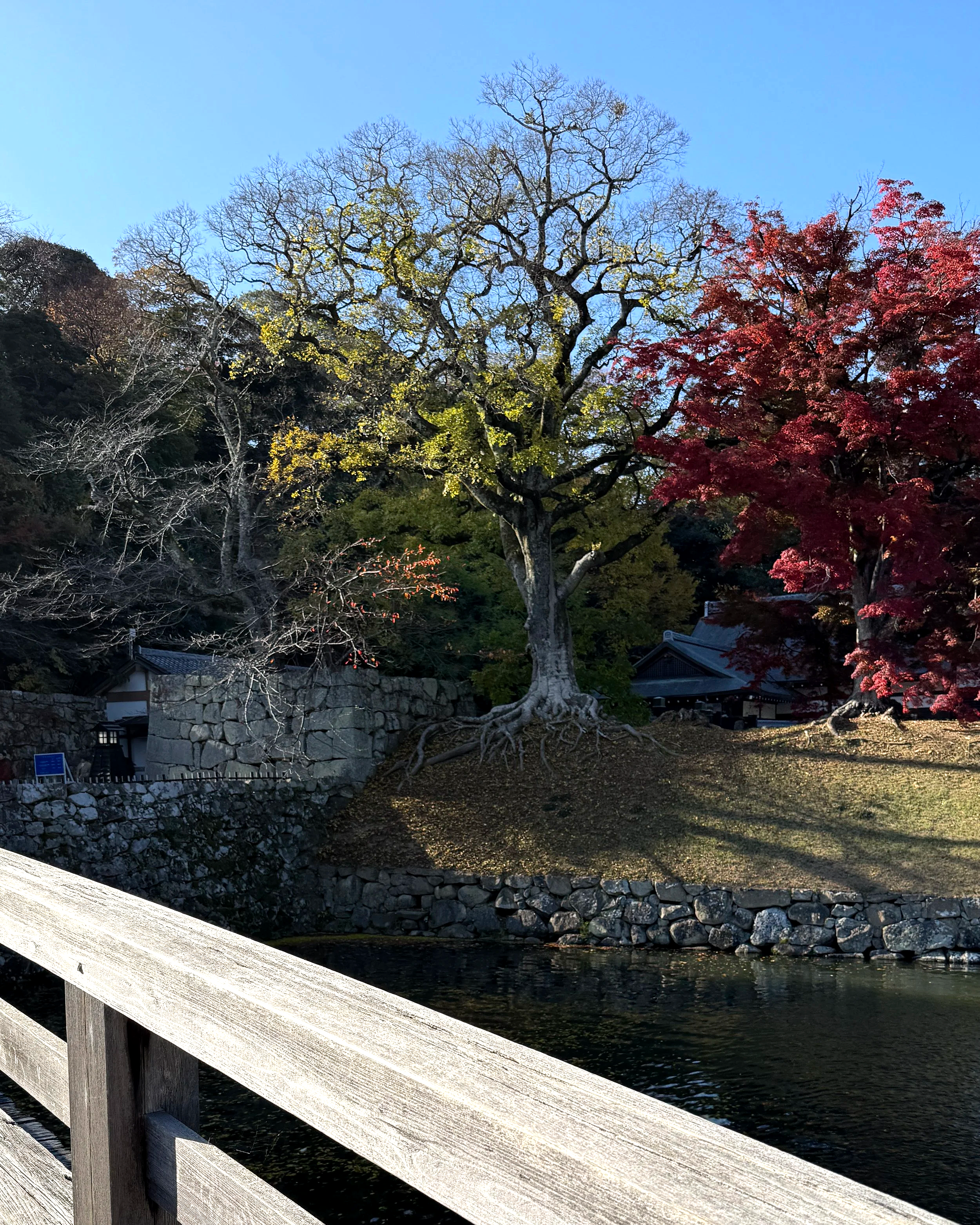 Year-round Asia travel destinations across Japan, Thailand, and Singapore