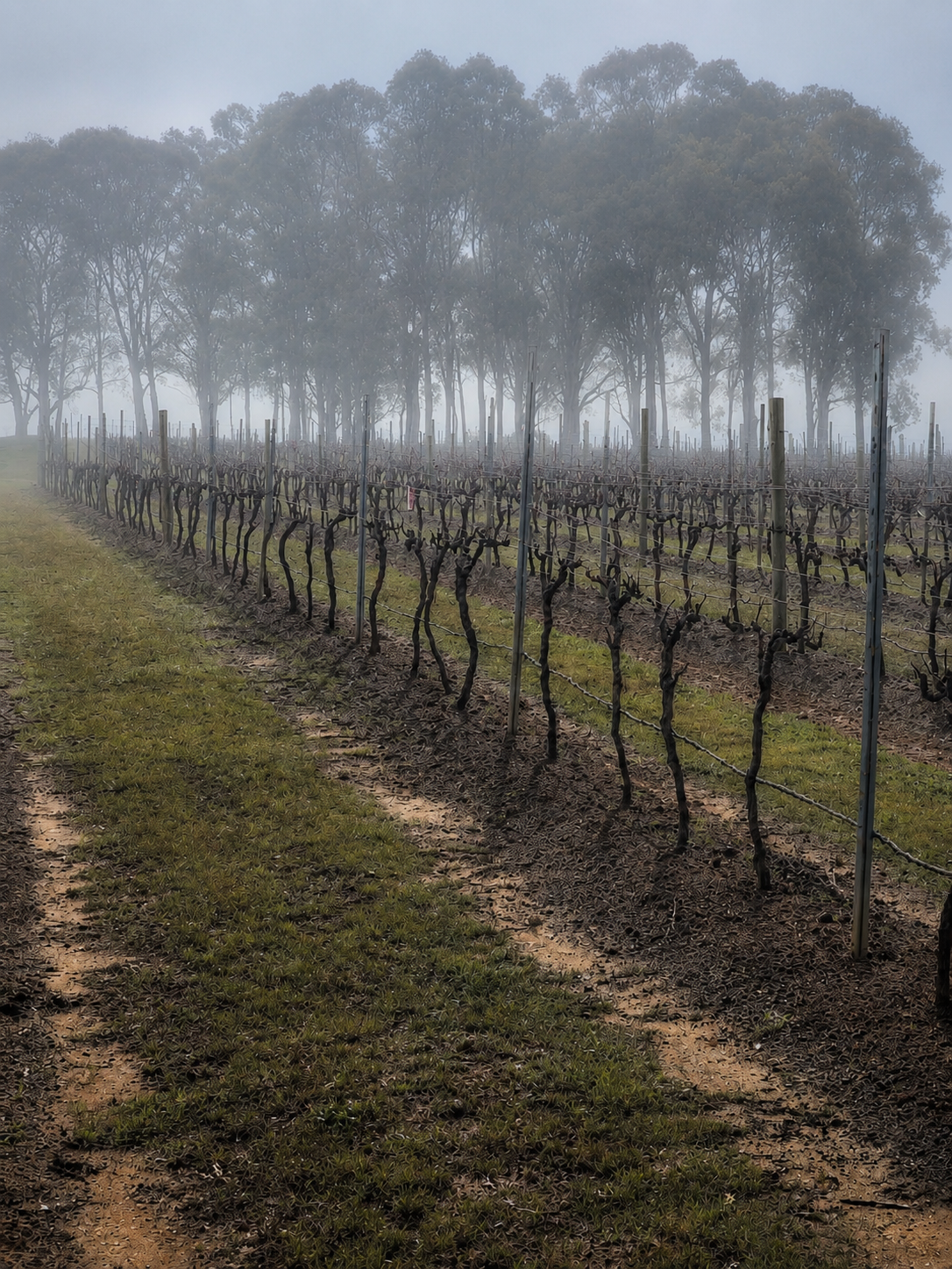 Winter in the Vineyard: Why Pruning Matters