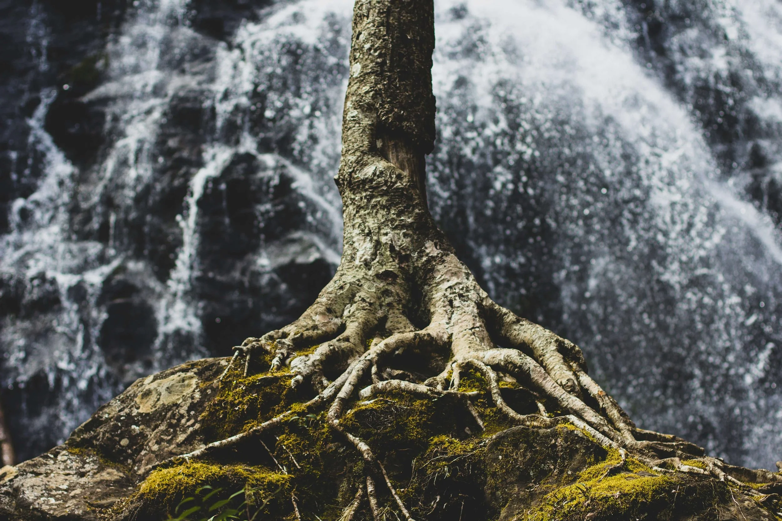Baum mit sichtbaren Wurzeln vor einem Wasserfall im Wald