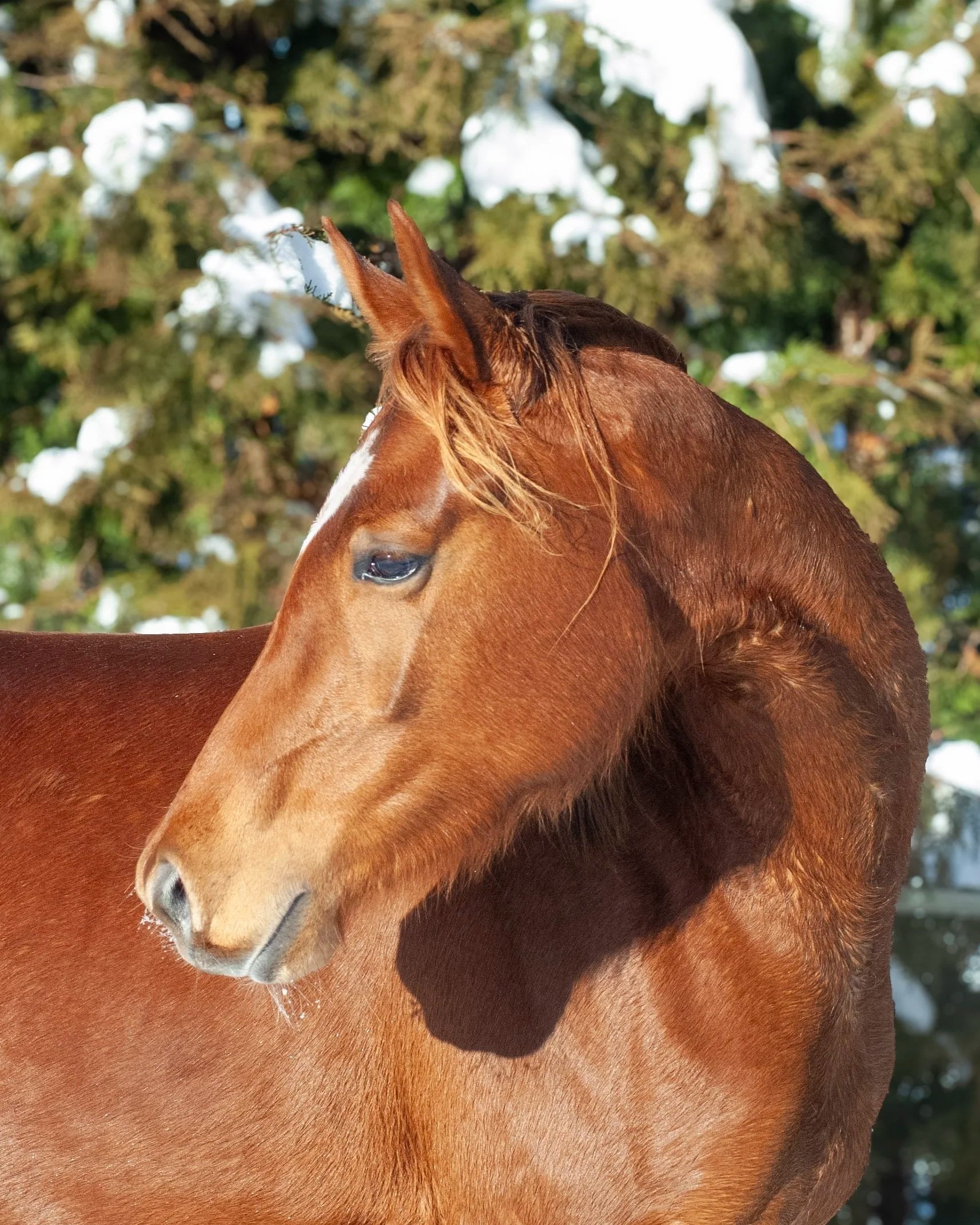 “Gia”, Stute 2022