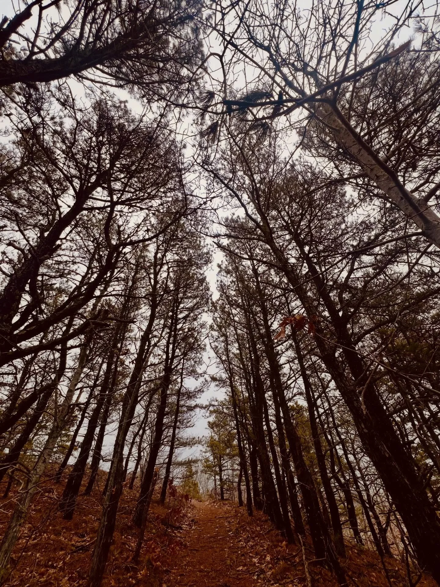 Enveloped by a moody landscape, 04.03.26 🤎💚🩶