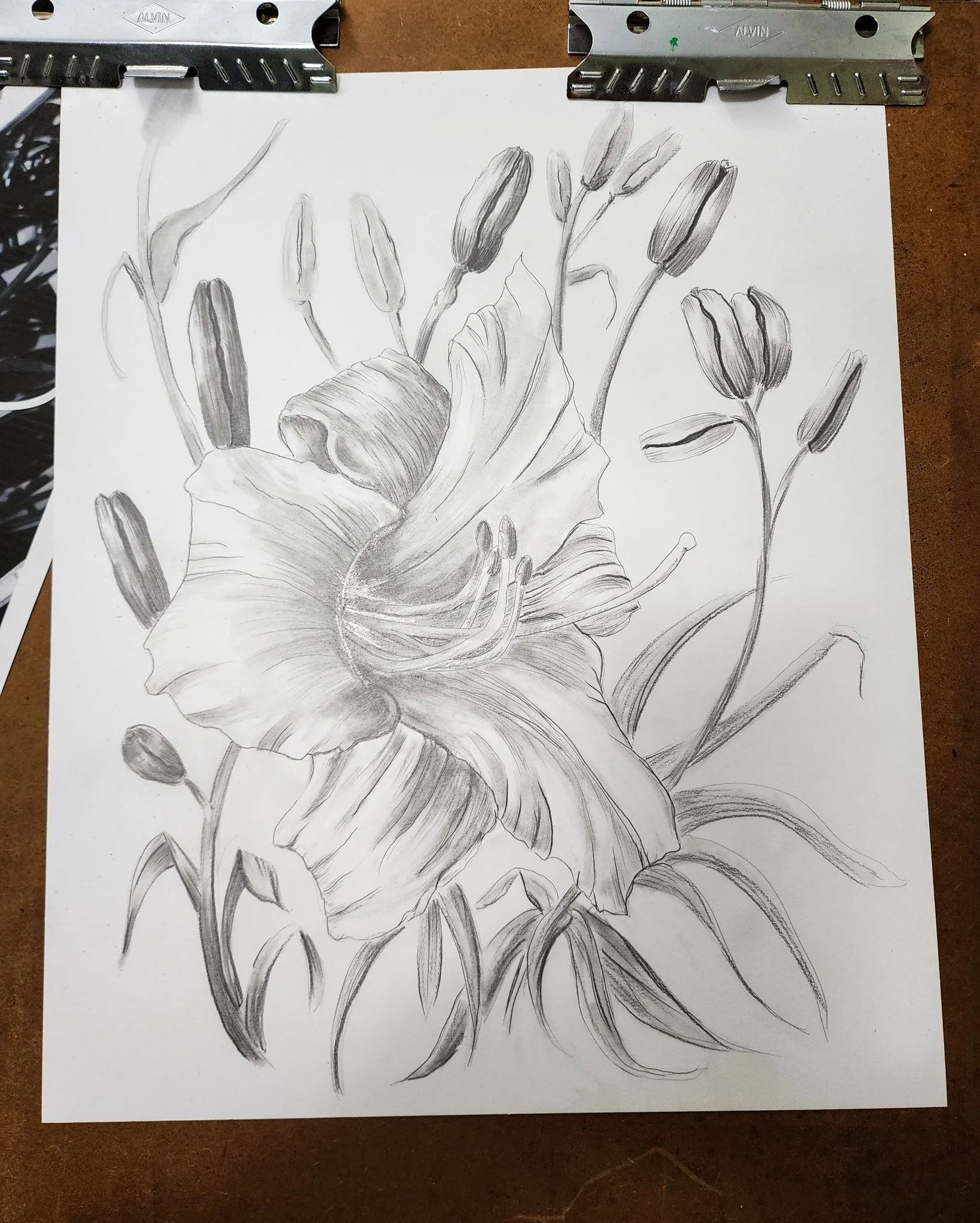 Black and white pencil drawn daylily in full bloom surrounded by buds