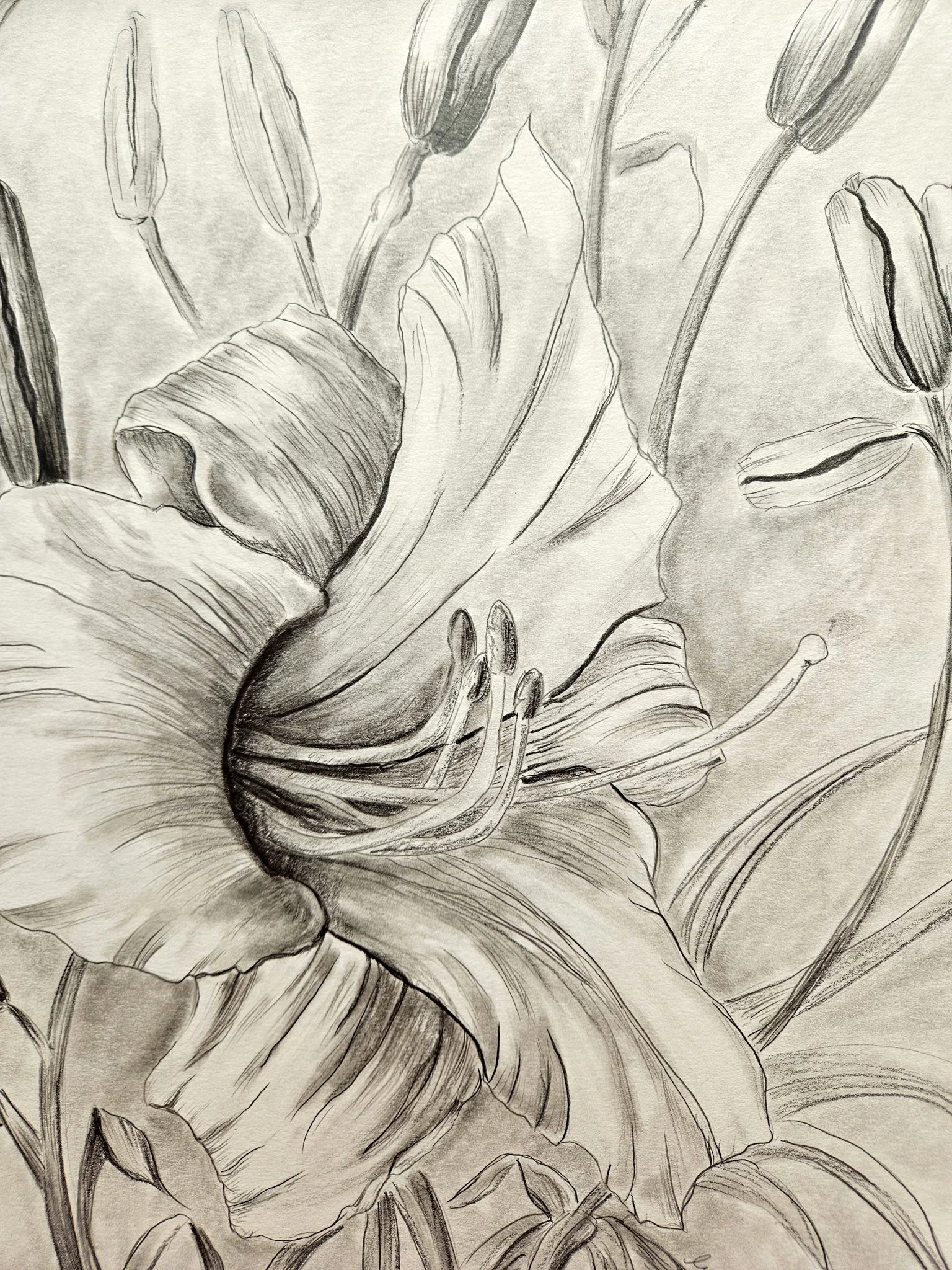 Black and white pencil drawn daylily in full bloom surrounded by buds. Close up.