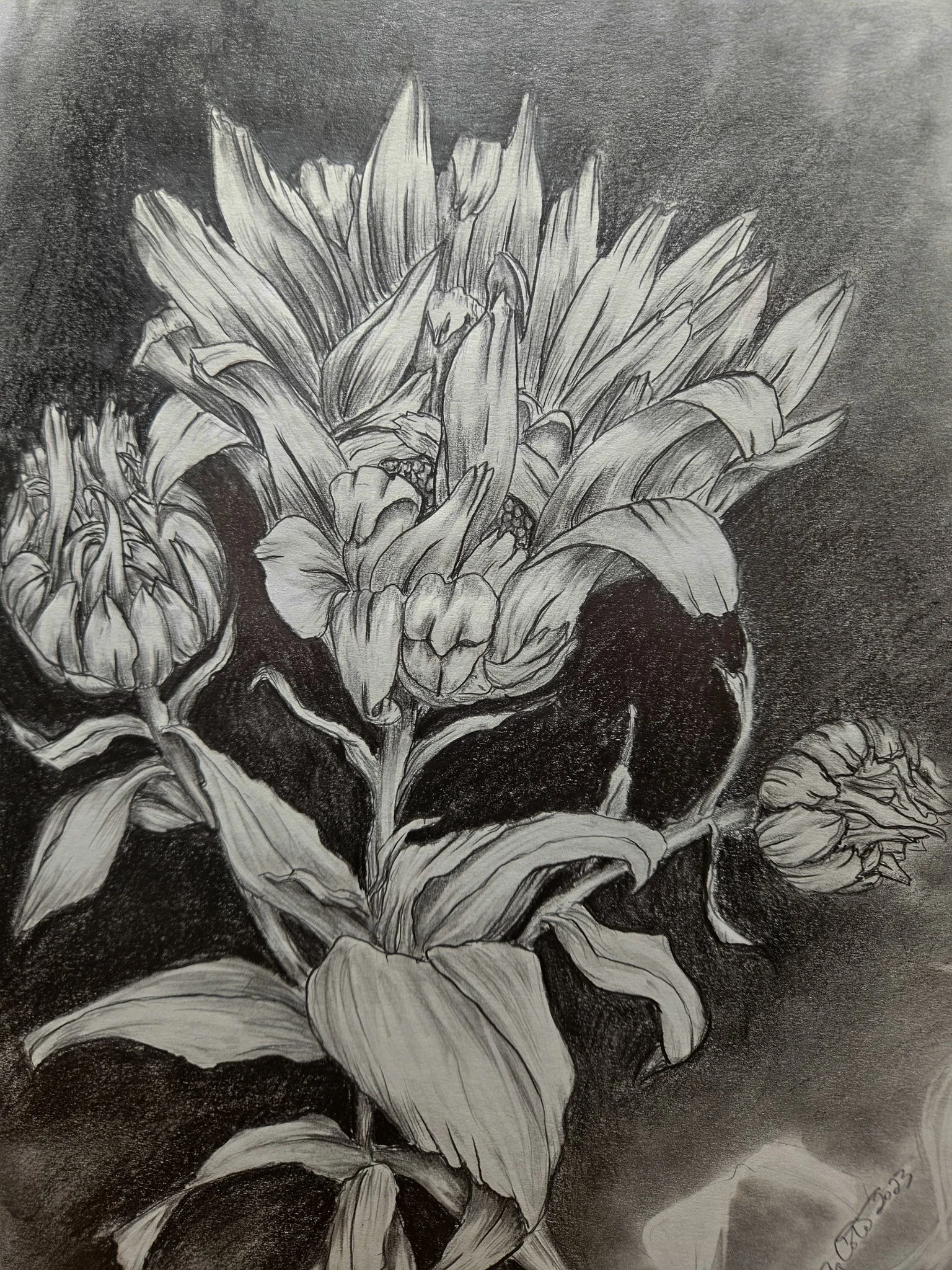 Original black and white drawing, Daisies from bud to blossom set of three, Drawing number 2, mid bloom. by Lynn M Cote, Birch Haven Art Studio