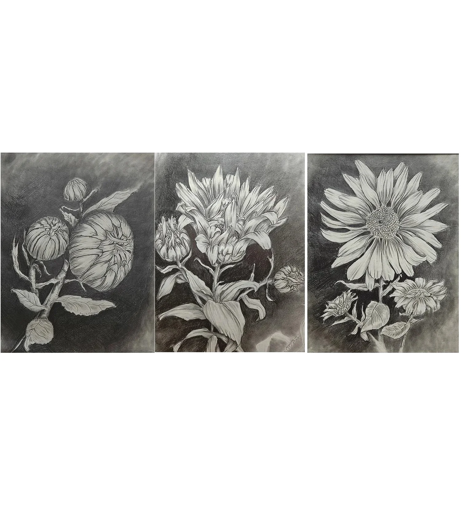 Original black and white drawing, Daisies from bud to blossom set of three,  by Lynn M Cote, Birch Haven Art Studio
