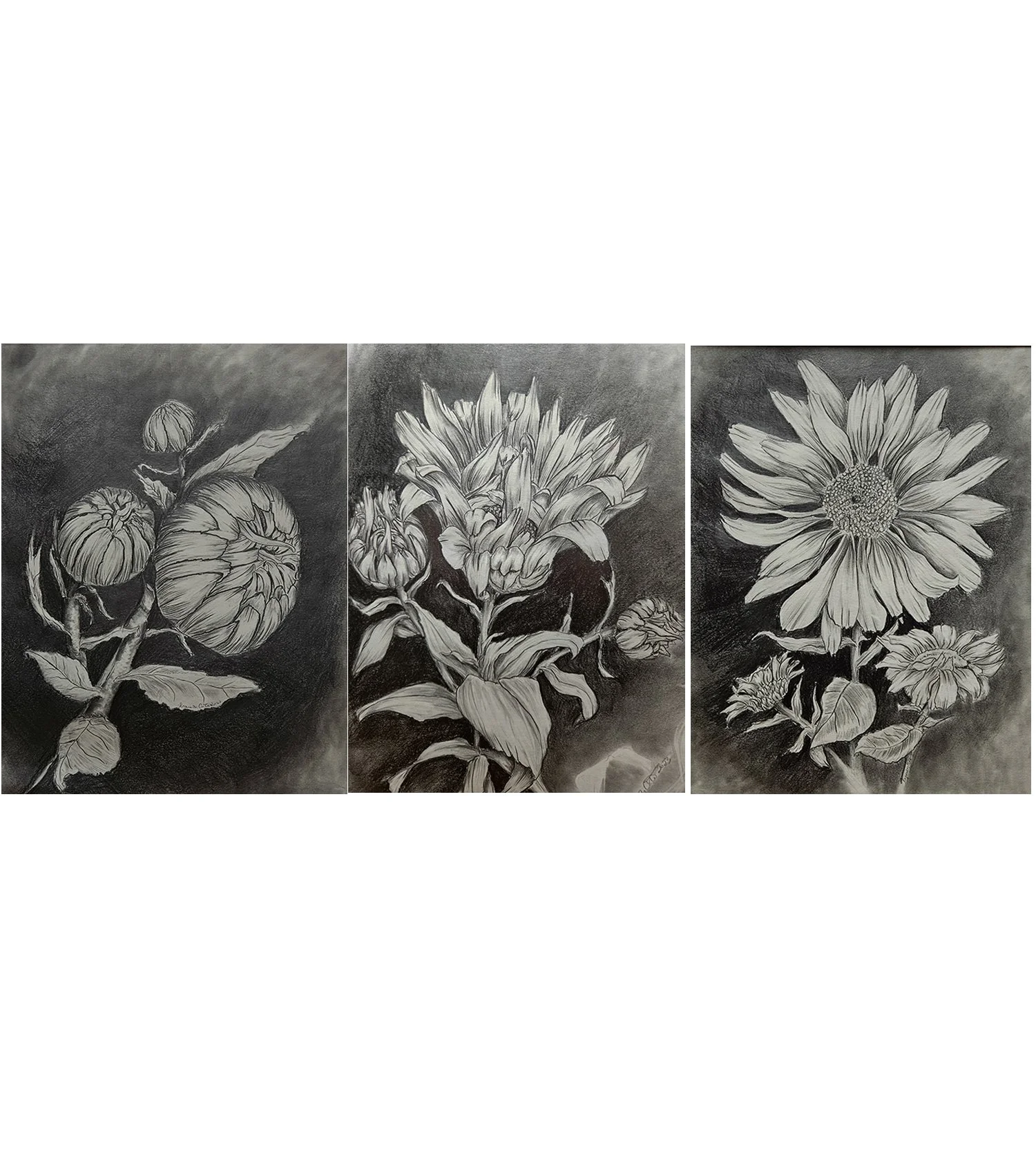 Daisy - From Bud to Blossom