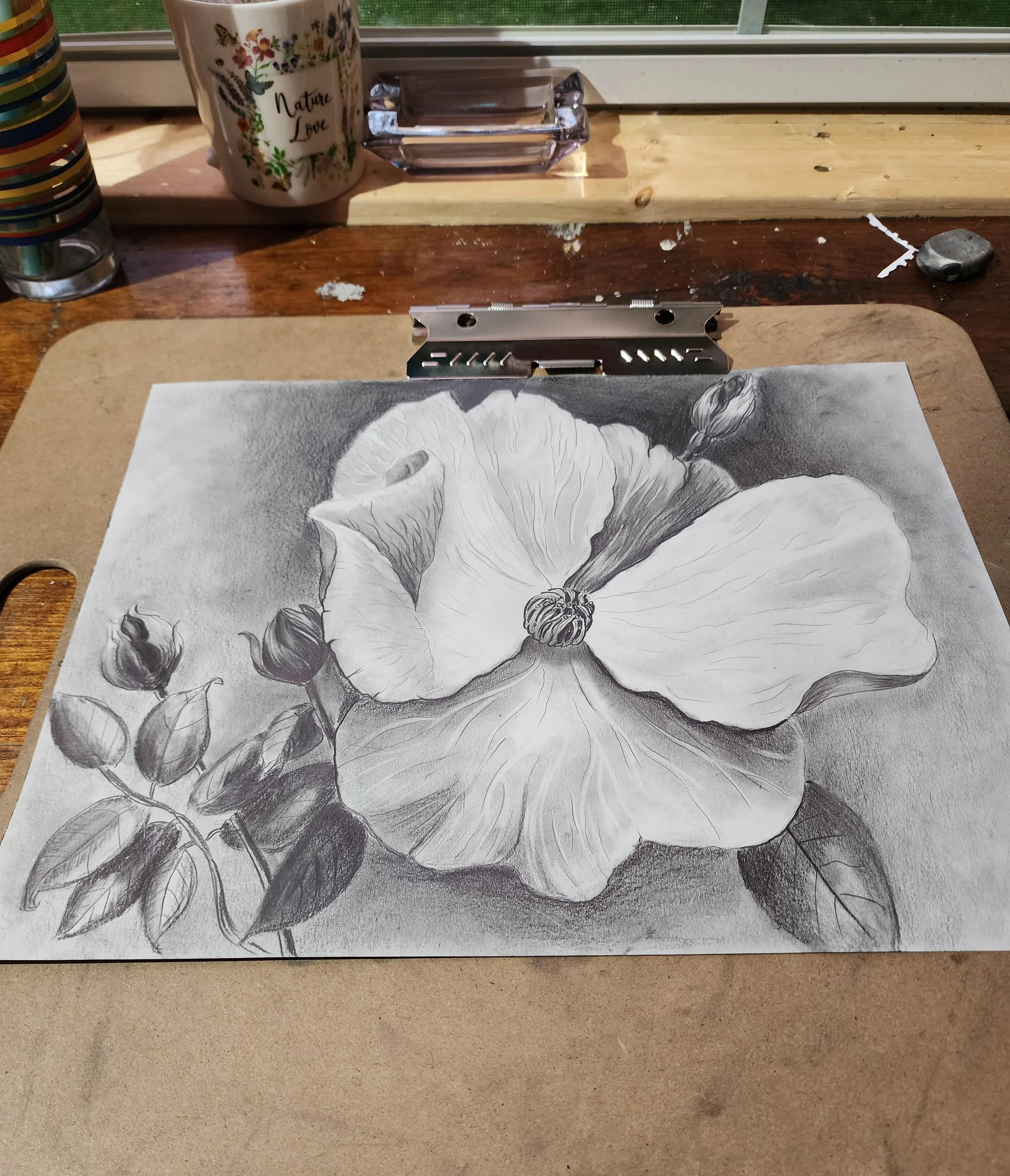 Black and white pencil drawing. Single petal rose in full bloom. Shown on drawing board in studio.
