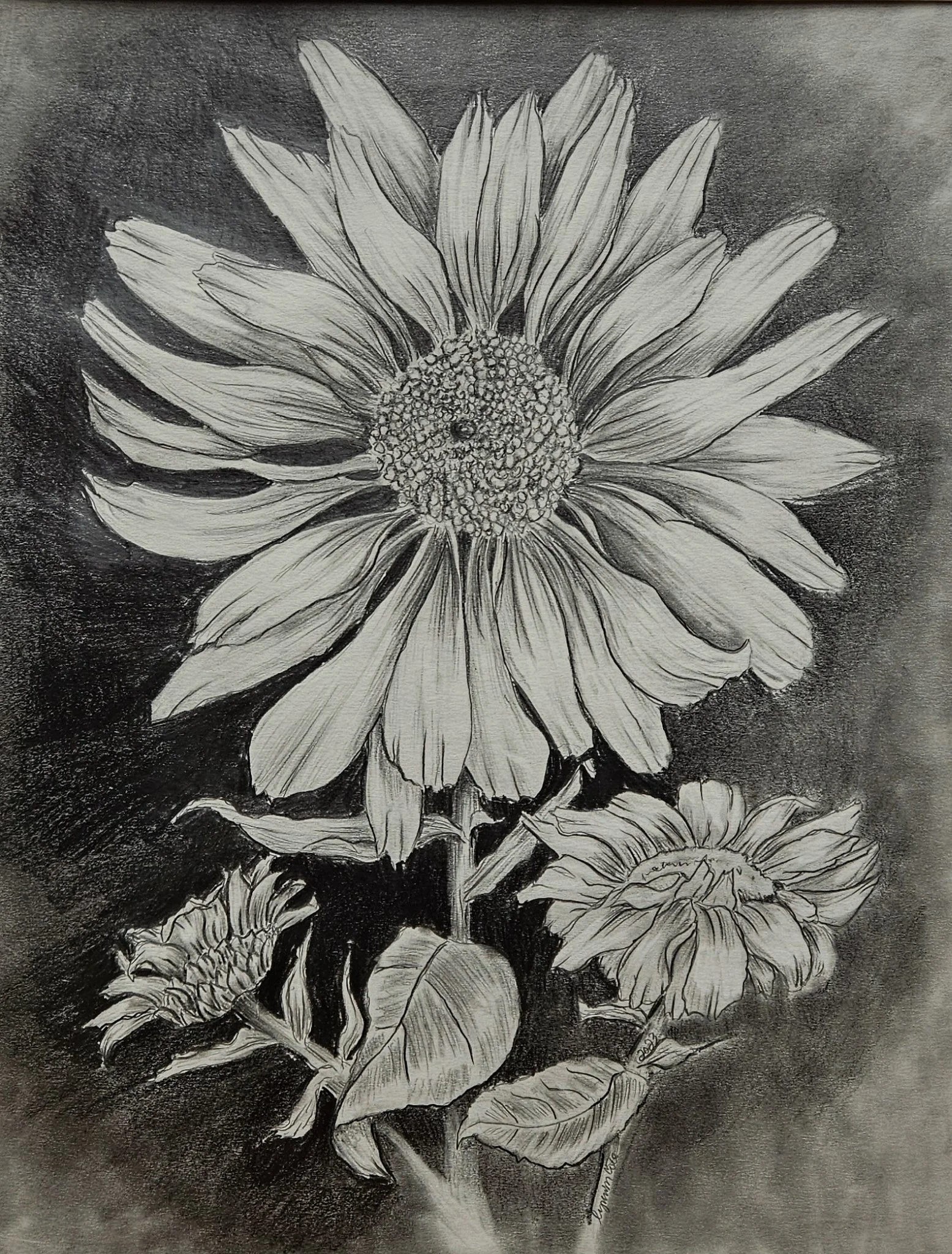 Original black and white drawing, Daisies from bud to blossom set of three, Drawing number , full bloom. by Lynn M Cote, Birch Haven Art Studio