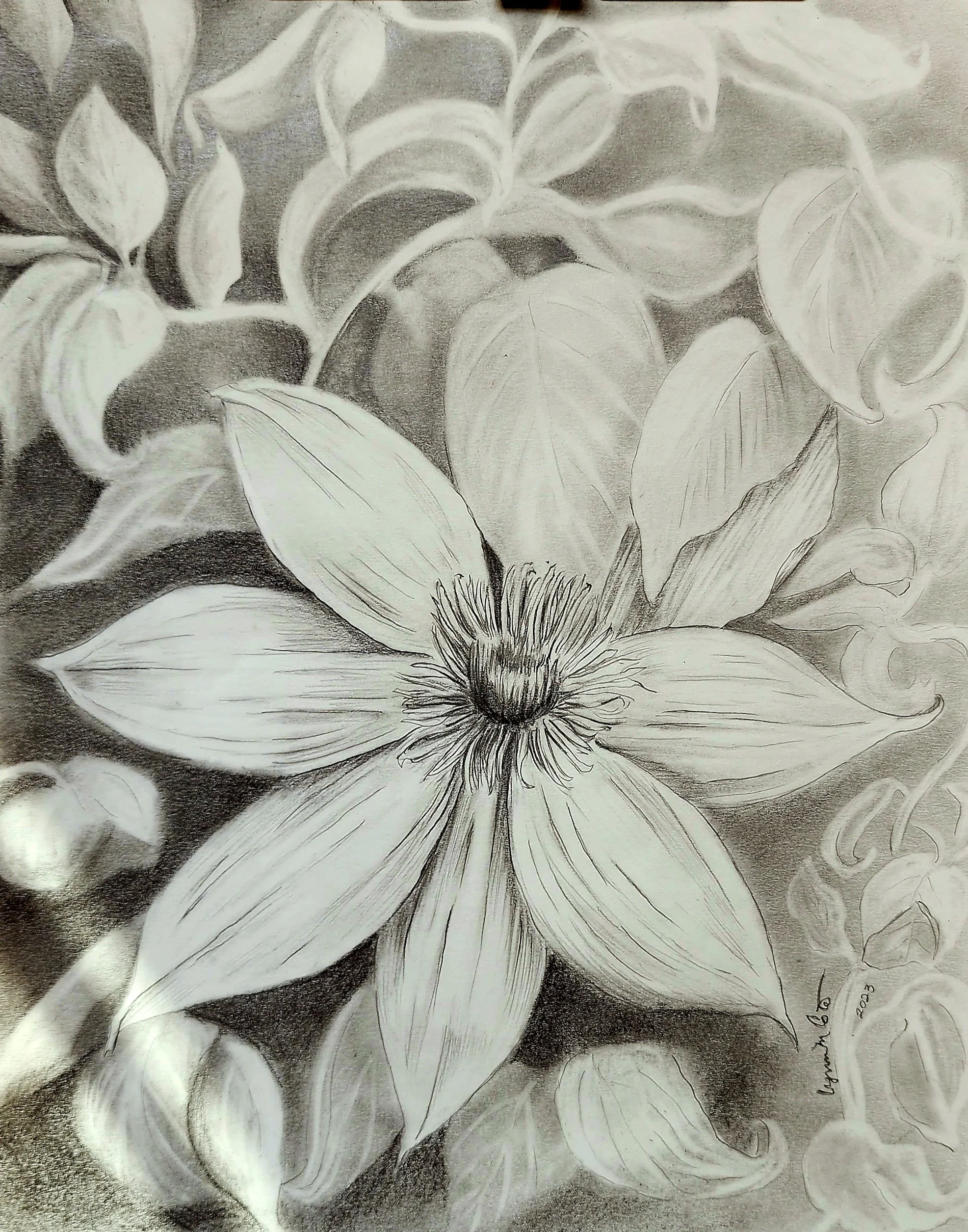 Vining Beauty, Clematis