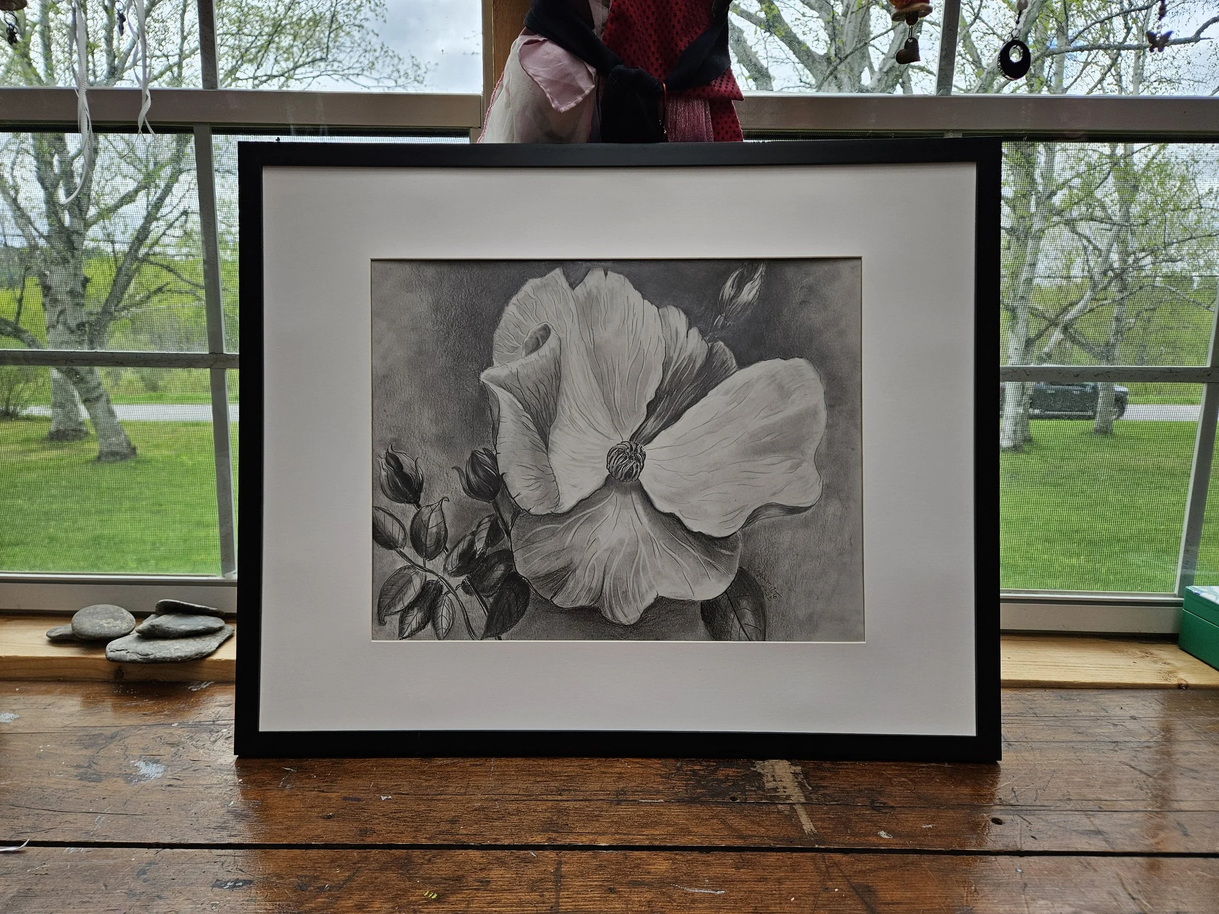 Black and white pencil drawing, single petal rose detail.