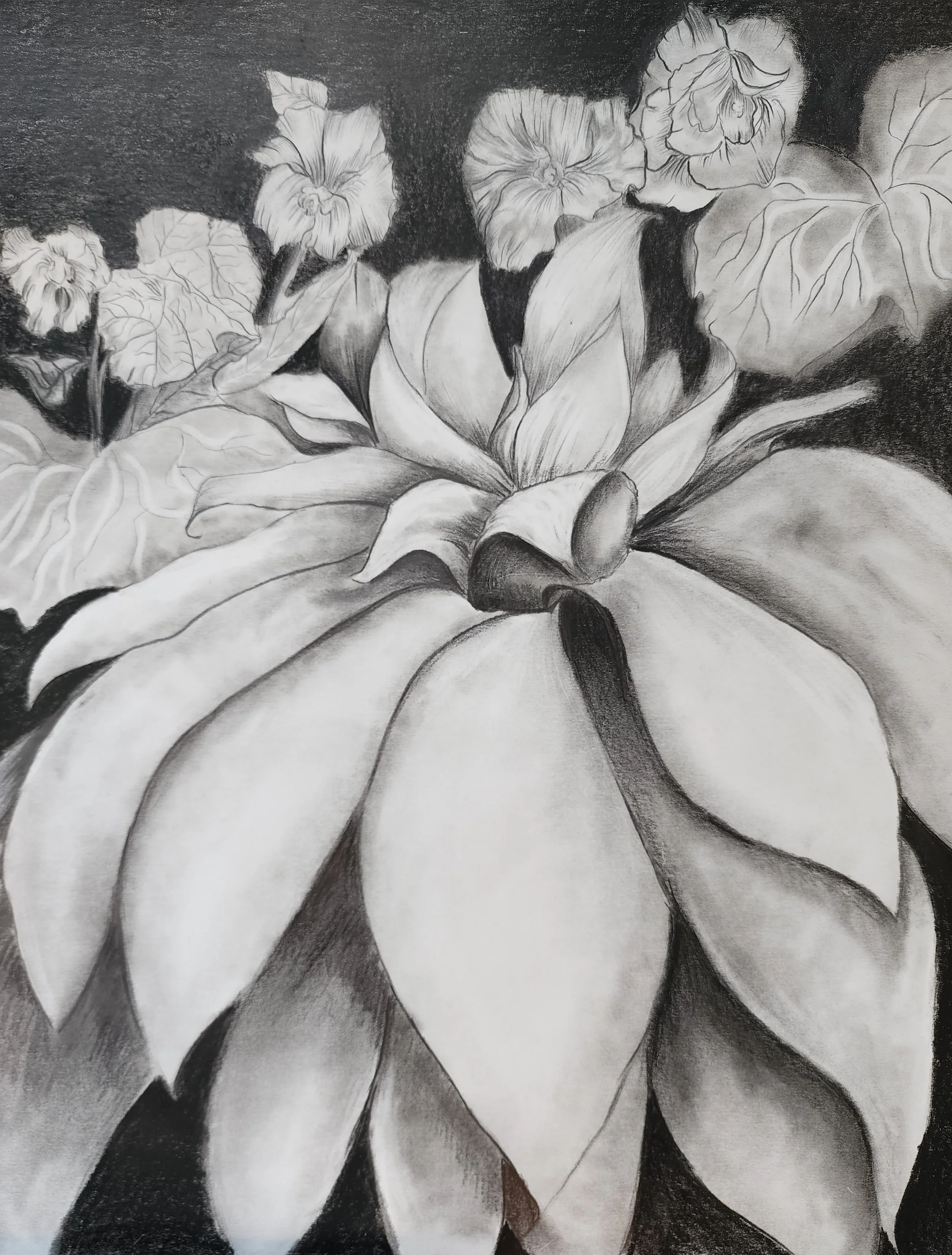 Absolutely Succulent!