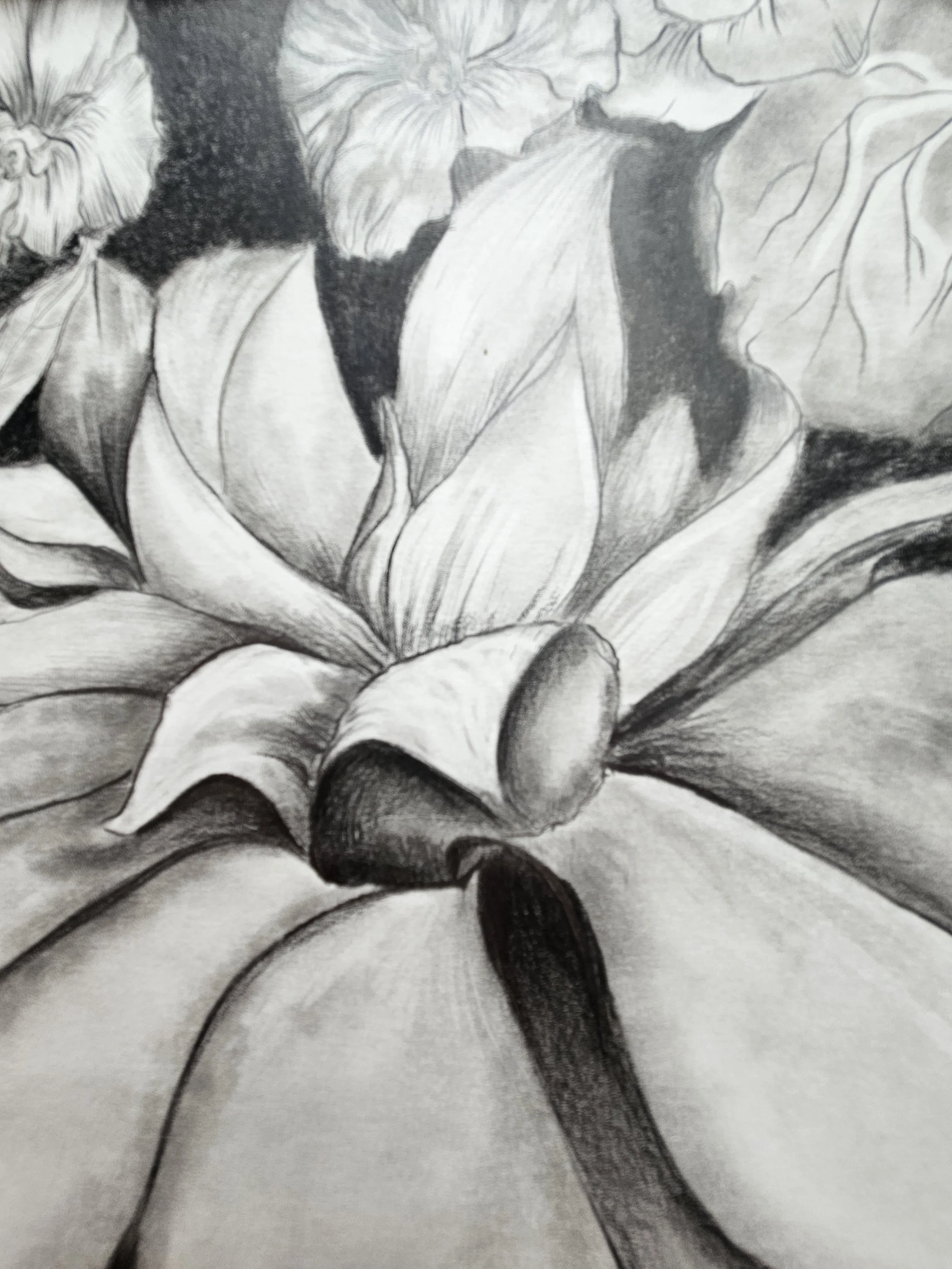 Black and white pencil drawing, Luscious succulent plant detail