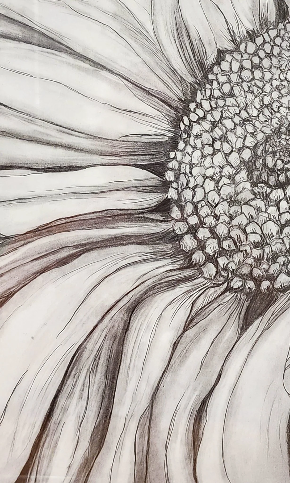 Original grayscale drawing of a single daisy by Lynn M Cote, Birch Haven Art Studio.
