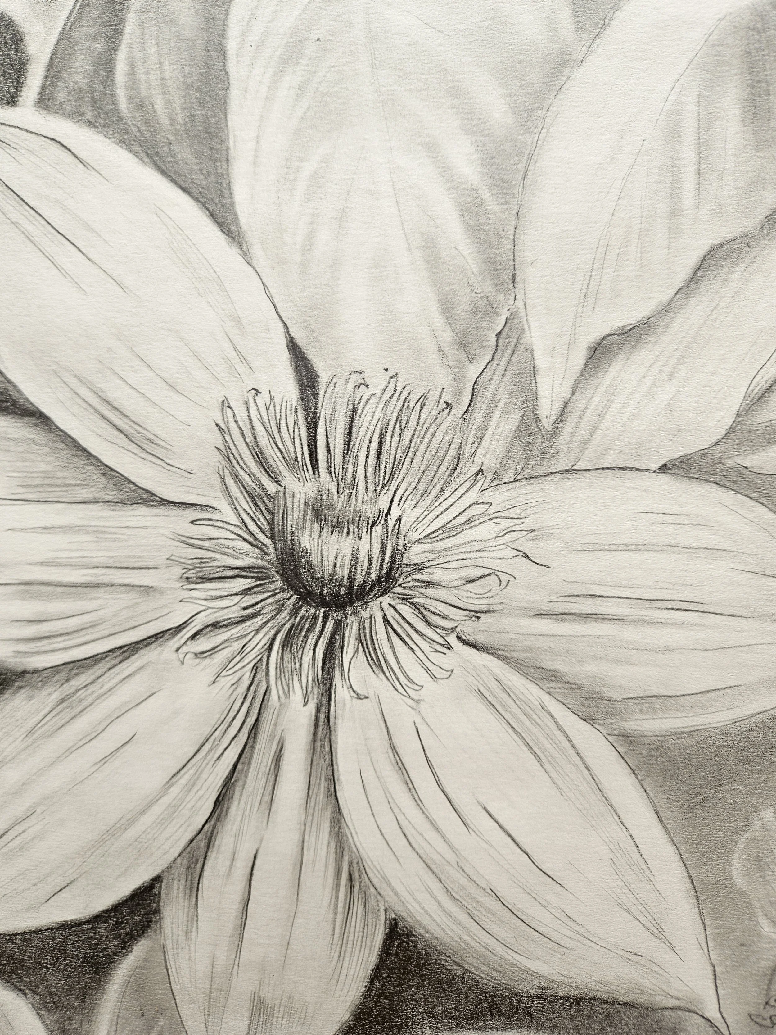 Black and white pencil drawing, clematis vine with large blossom. Intricate petals. Moody background. Elegant design for your home. Detail.