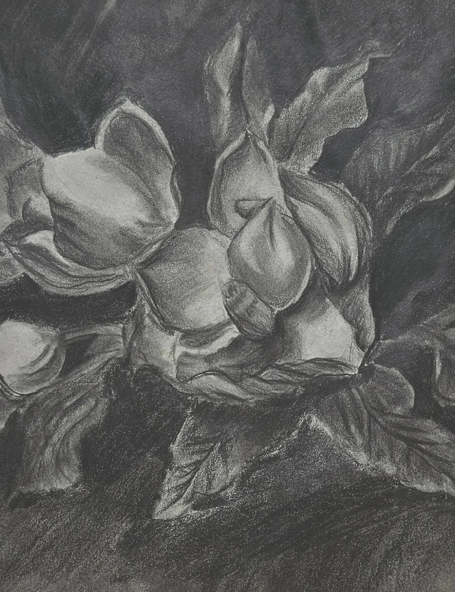 Original art. Pencil Drawing. Magnolias by Lynn M Cote, Birch Haven Art Studio.