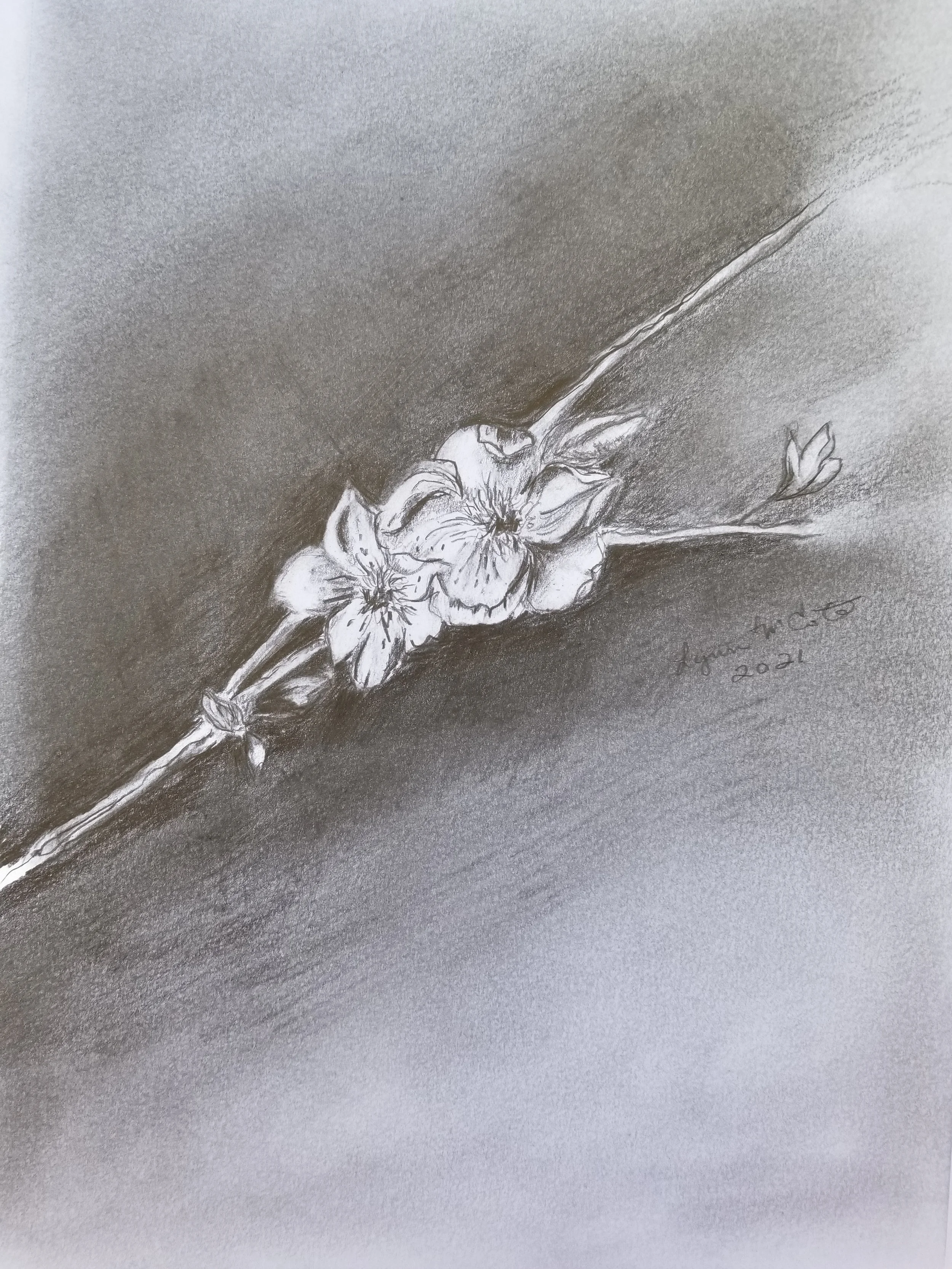 A pencil drawing of a blossoming flower on a branch, signed with the artist's signature and dated 2021.