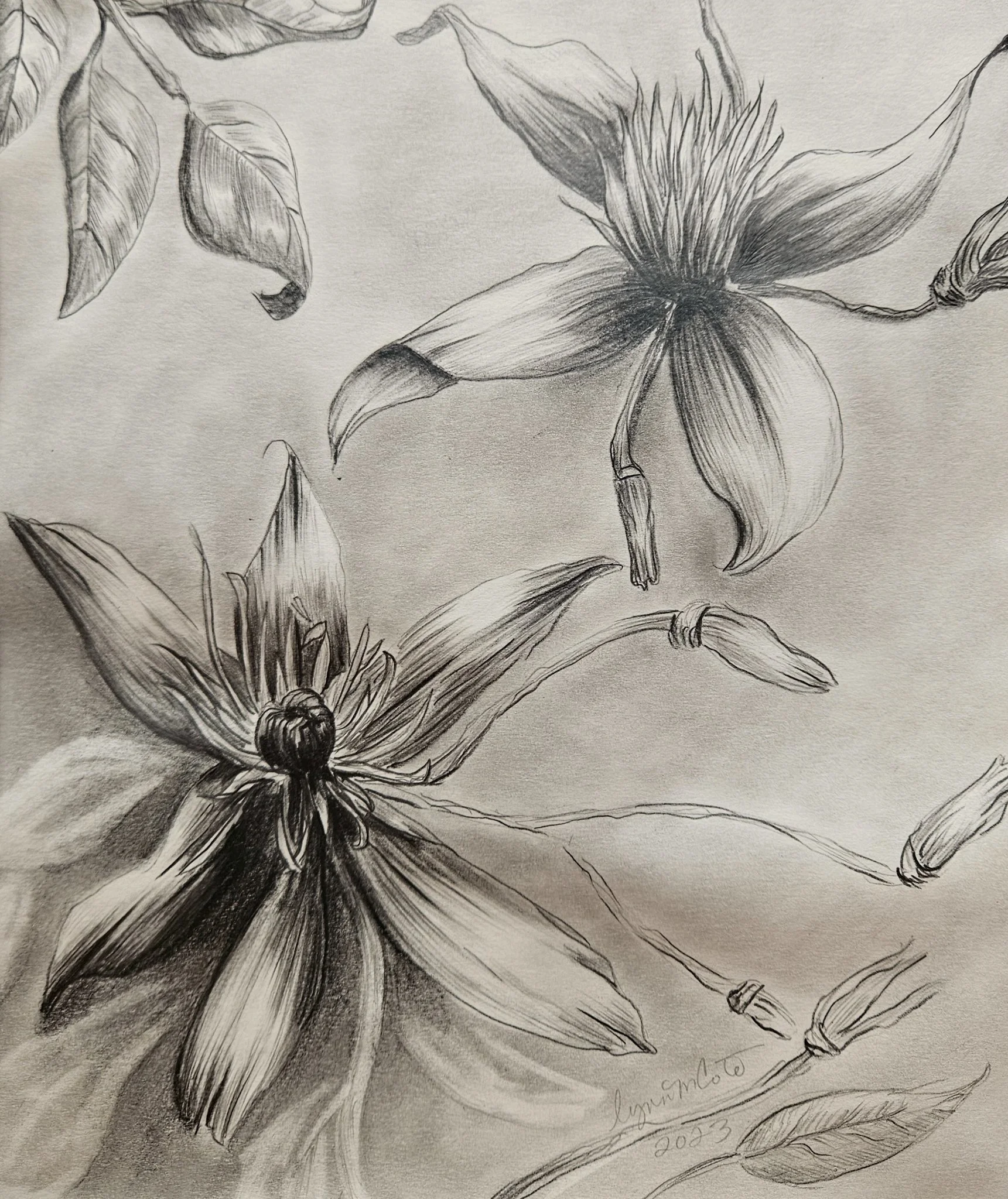 original black and white pencil drawing, Sweet Autumn Clematis vine by Lynn M Cote, Birch Haven Art Studio