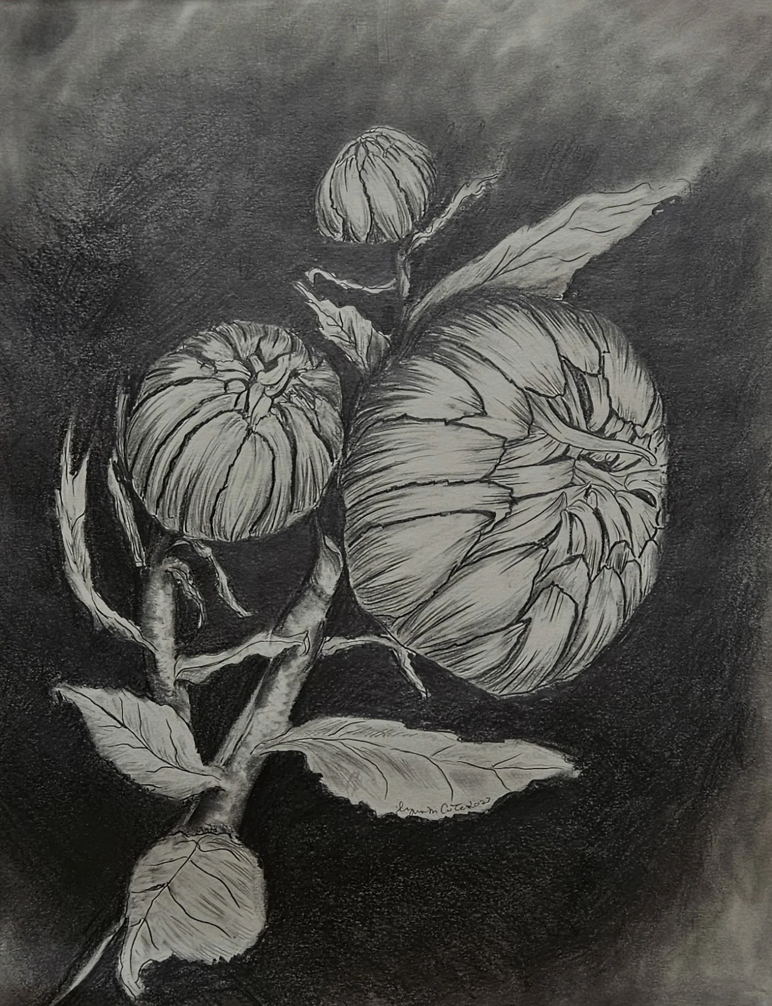 Original black and white drawing, Daisies from bud to blossom set of three, Drawing number 1, buds. by Lynn M Cote, Birch Haven Art Studio