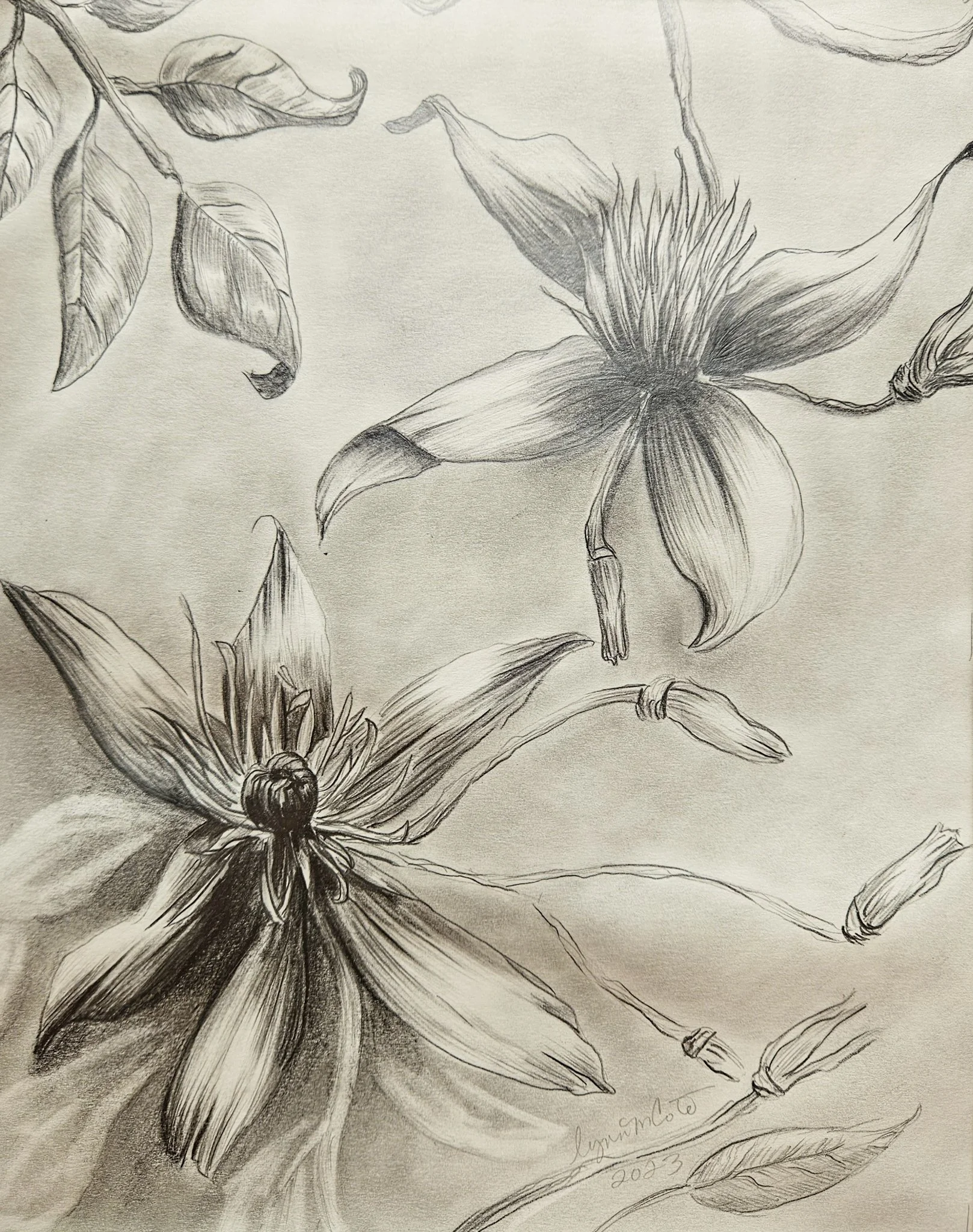 original black and white pencil drawing, Sweet Autumn Clematis vine by Lynn M Cote, Birch Haven Art Studio