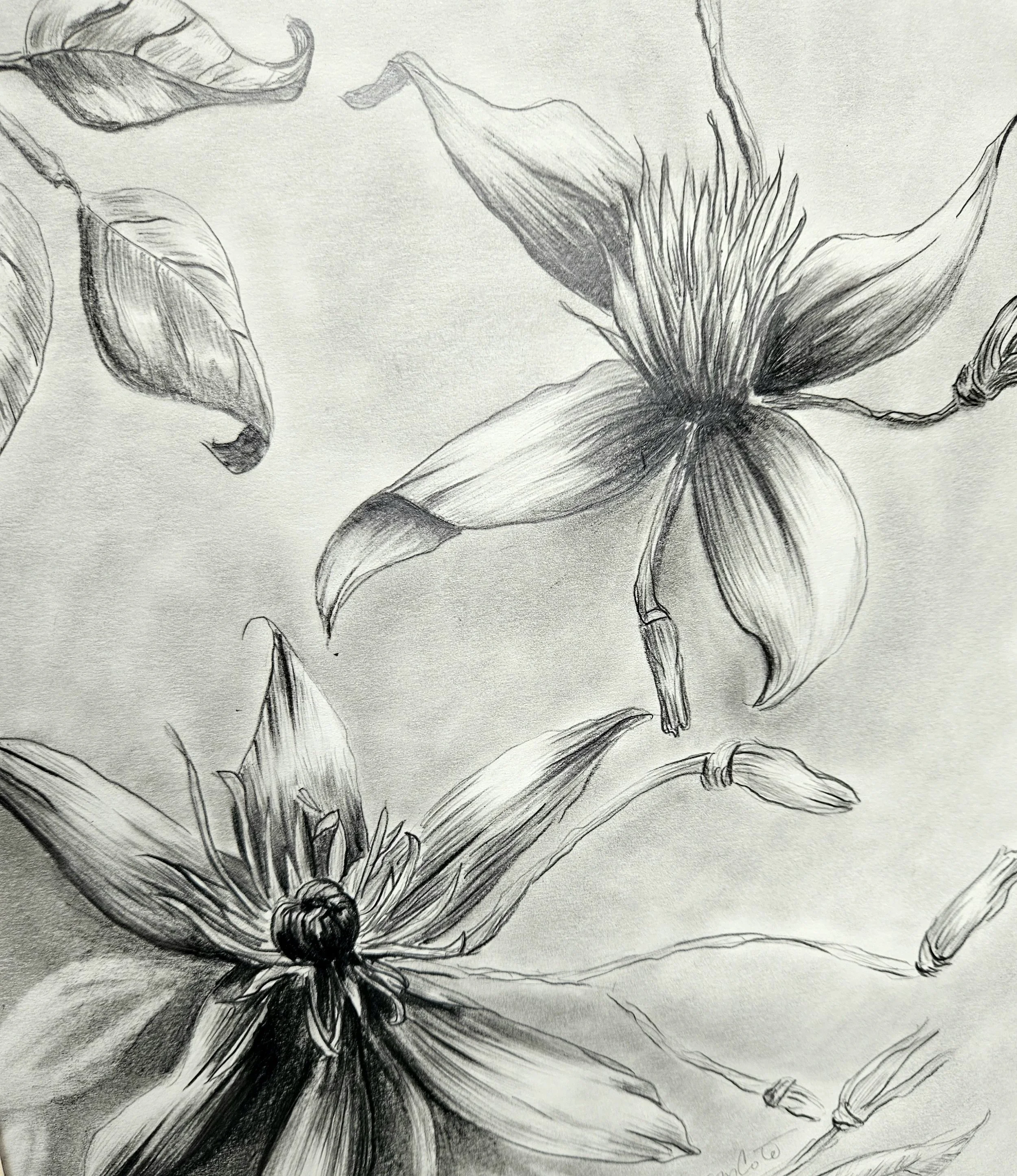 Climb Little Clematis, Climb