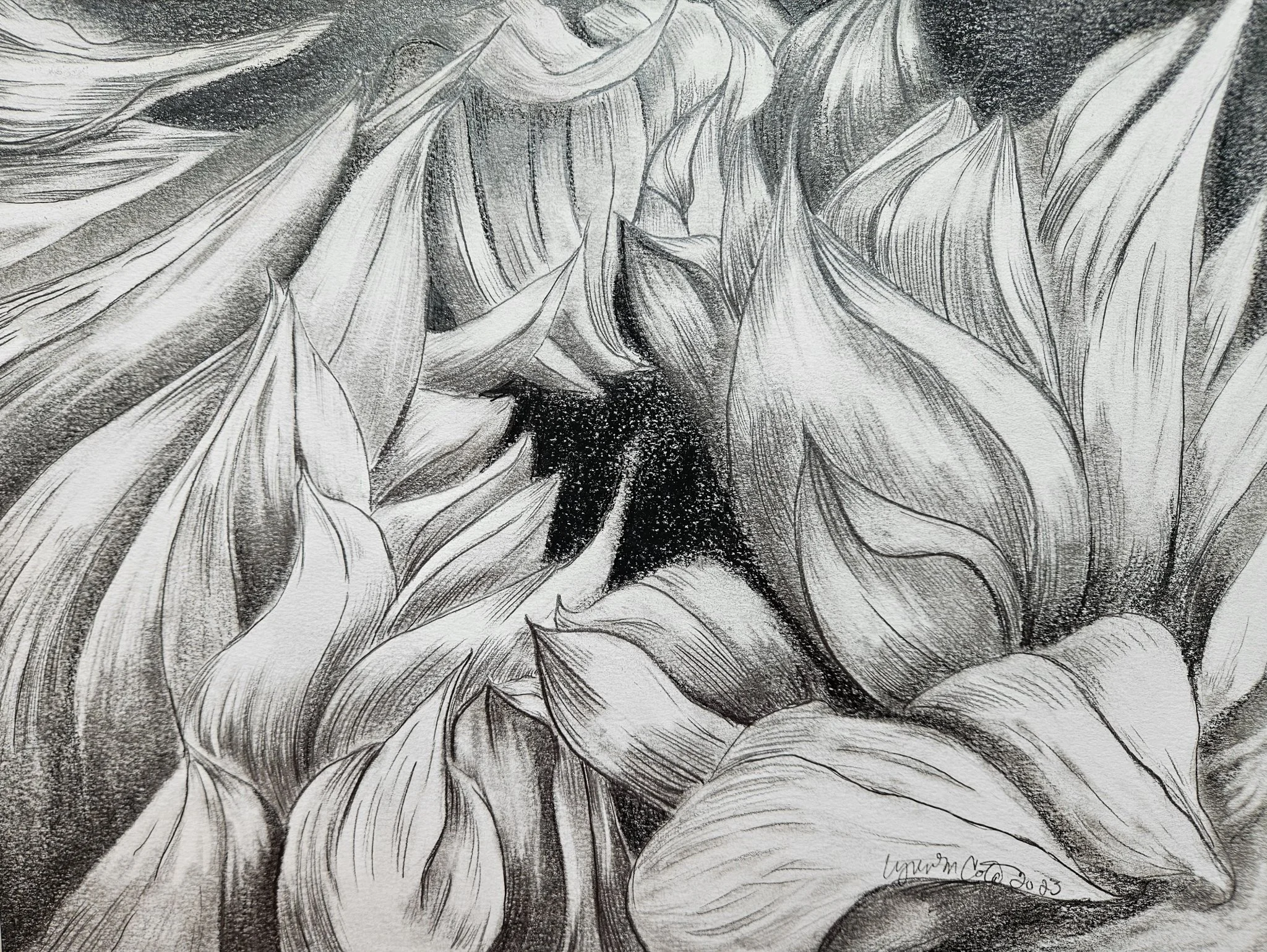 A Dramatic Sunflower is Born