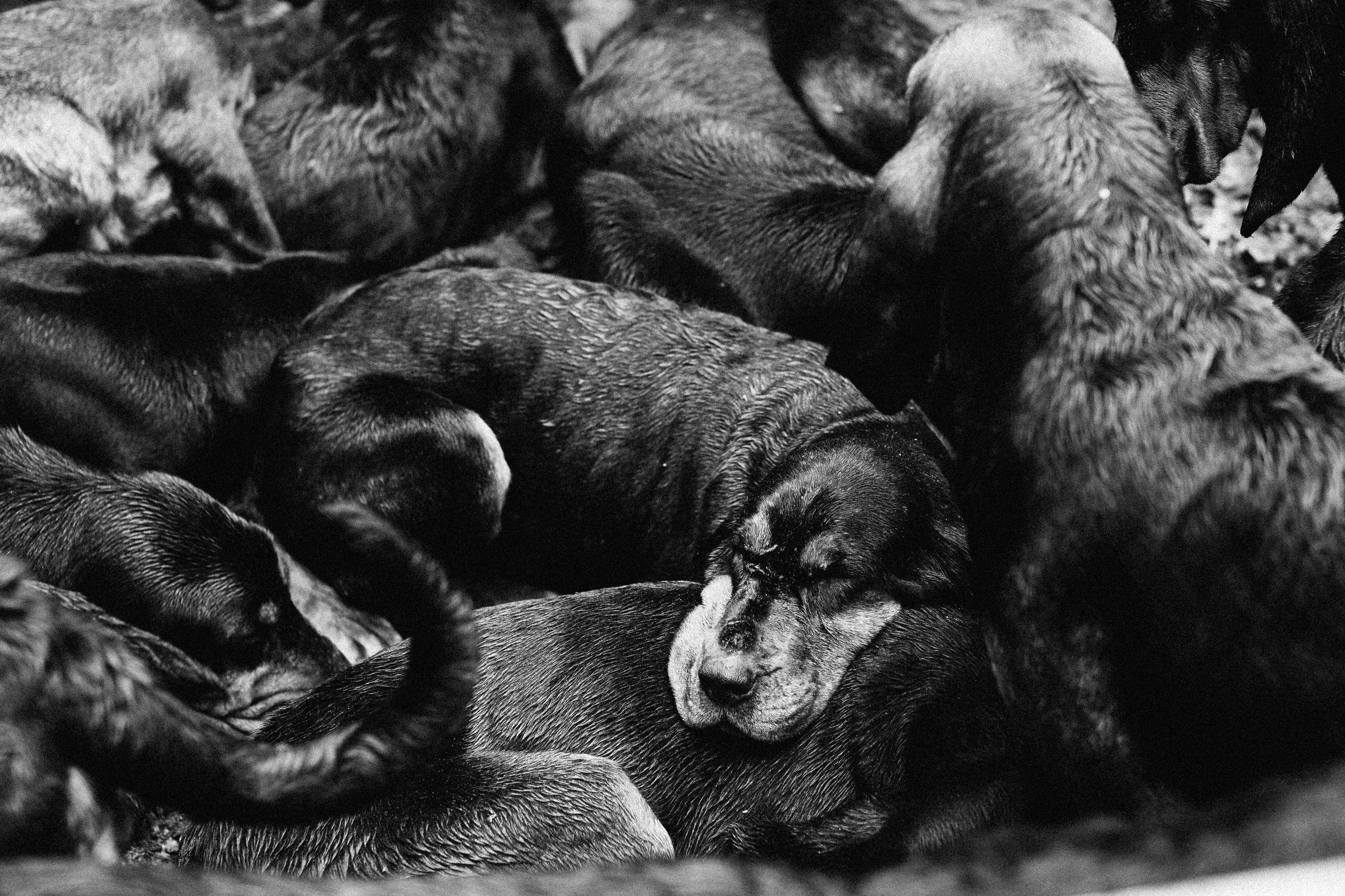 Midland Hunt-CHR0542.JPG