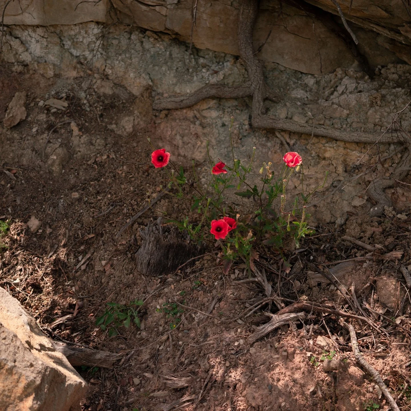 Growing up, I used to feel different but couldn&rsquo;t really explain why. There was this feeling inside me, and I couldn't shake it.

I remember seeing these poppies on my first trip abroad alone, and I realised, they were me. Just figuring it out,