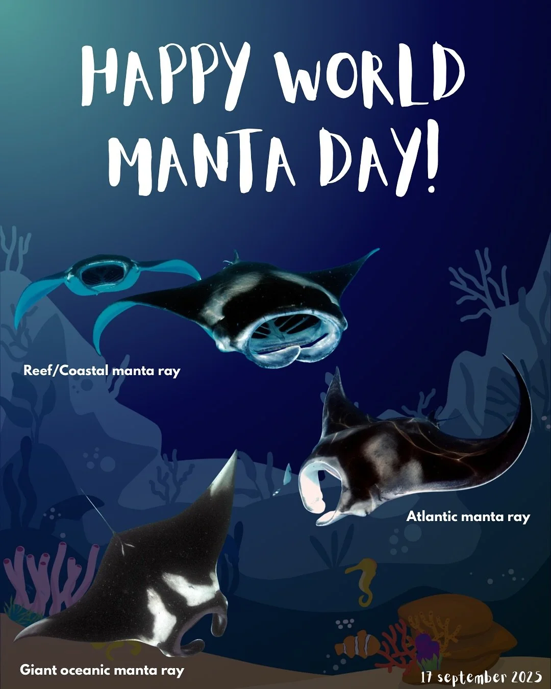 Happy World Manta Day from all of us at Kaia Initiative ! 
Did you know there are not one, not two, but three species of manta rays? ๐ฆ The giant manta, the reef manta, and the newly discovered Atlantic manta! Proof that the ocean still has surprise