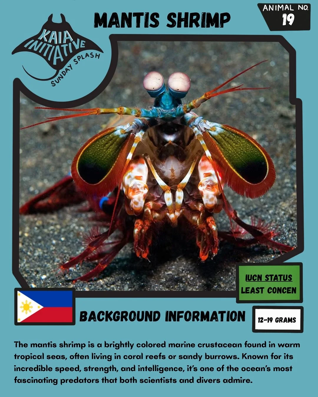 Guess who’s making waves at Sunday Splash — the legendary mantis shrimp! ๐ฆ๐ฅ Don’t let its size fool you 
this little rainbow brawler throws punches faster than a bullet and strong enough to crack shells (and yes, even glass tanks