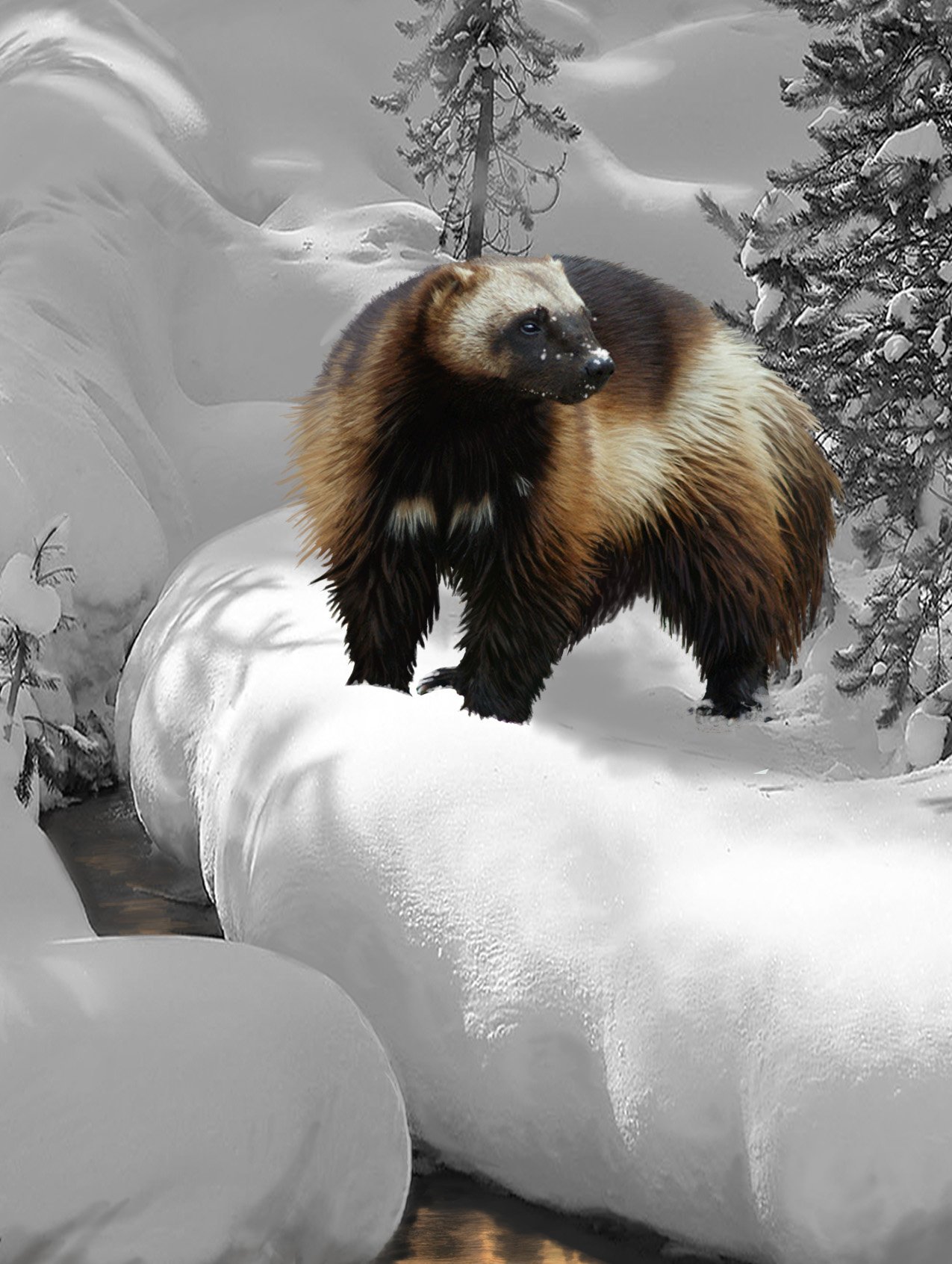 Wolverine Winter -
Acrylic on Canvas -
11 x 14 -
Sold