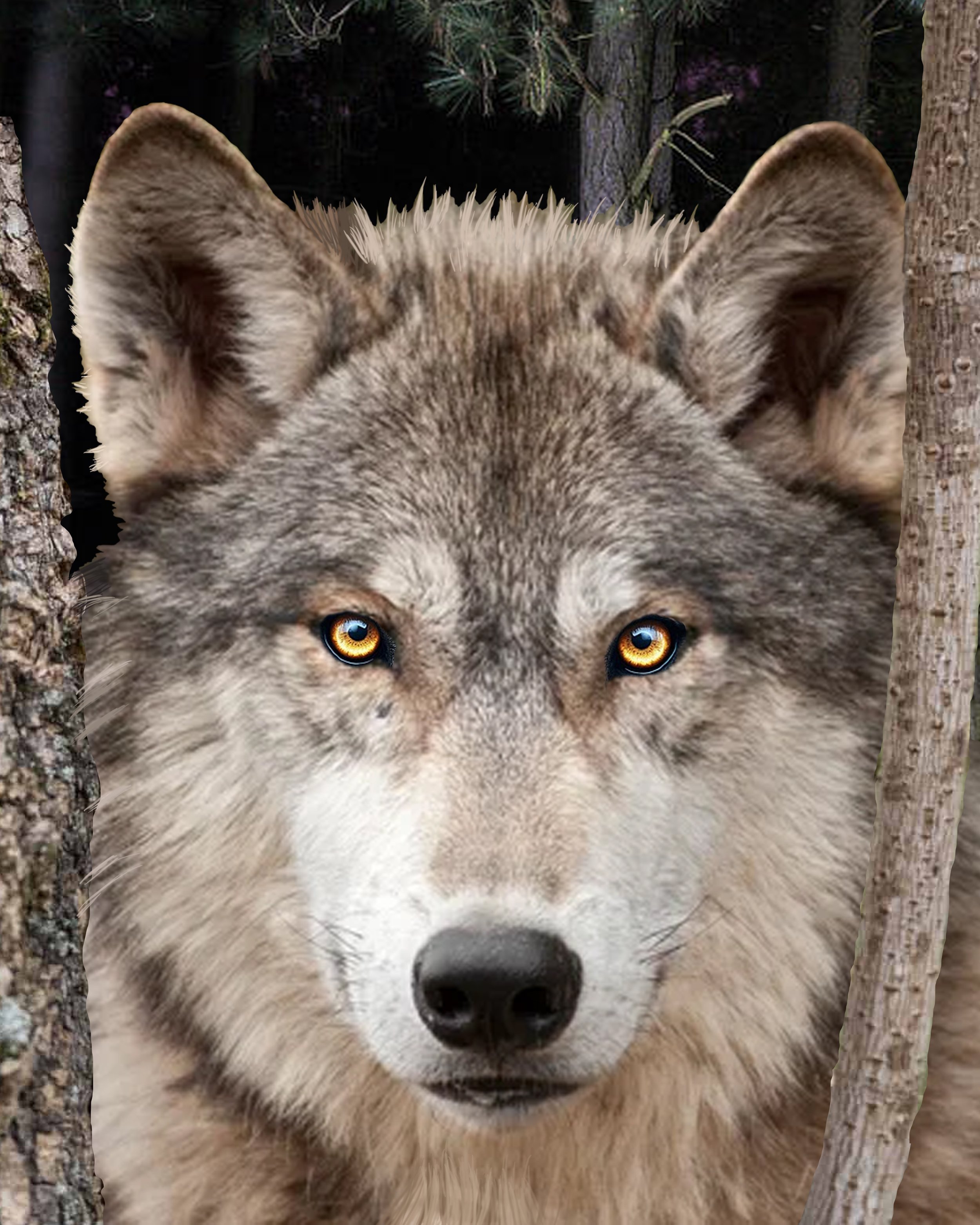 Gaze of the Wolf -
Acrylic on Canvas -
11 x 14 -
Sold