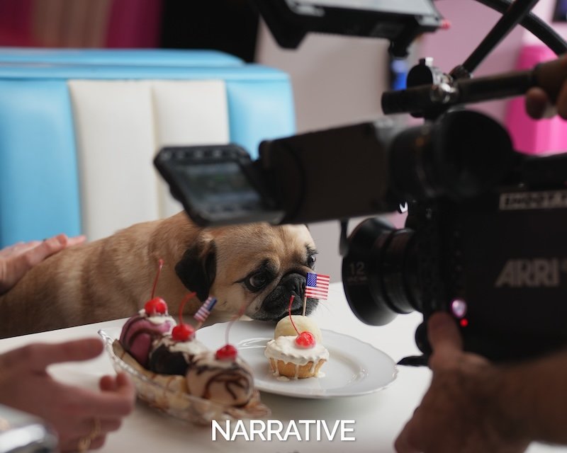 A small puppy lying on a table near plates with cupcakes decorated with cherries and American flags, while a camera films the scene.