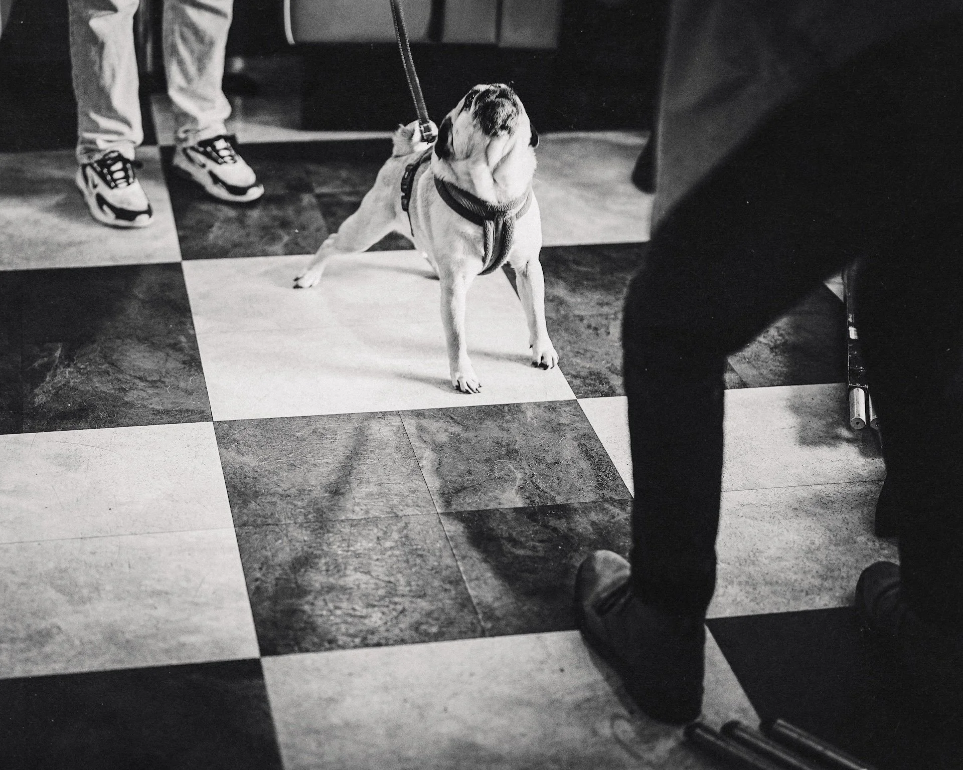 A small dog on a leash, standing on black and white checkered flooring, looking up at an unseen person. Part of a person's legs and shoes are visible, along with chairs and legs of tables in the background.