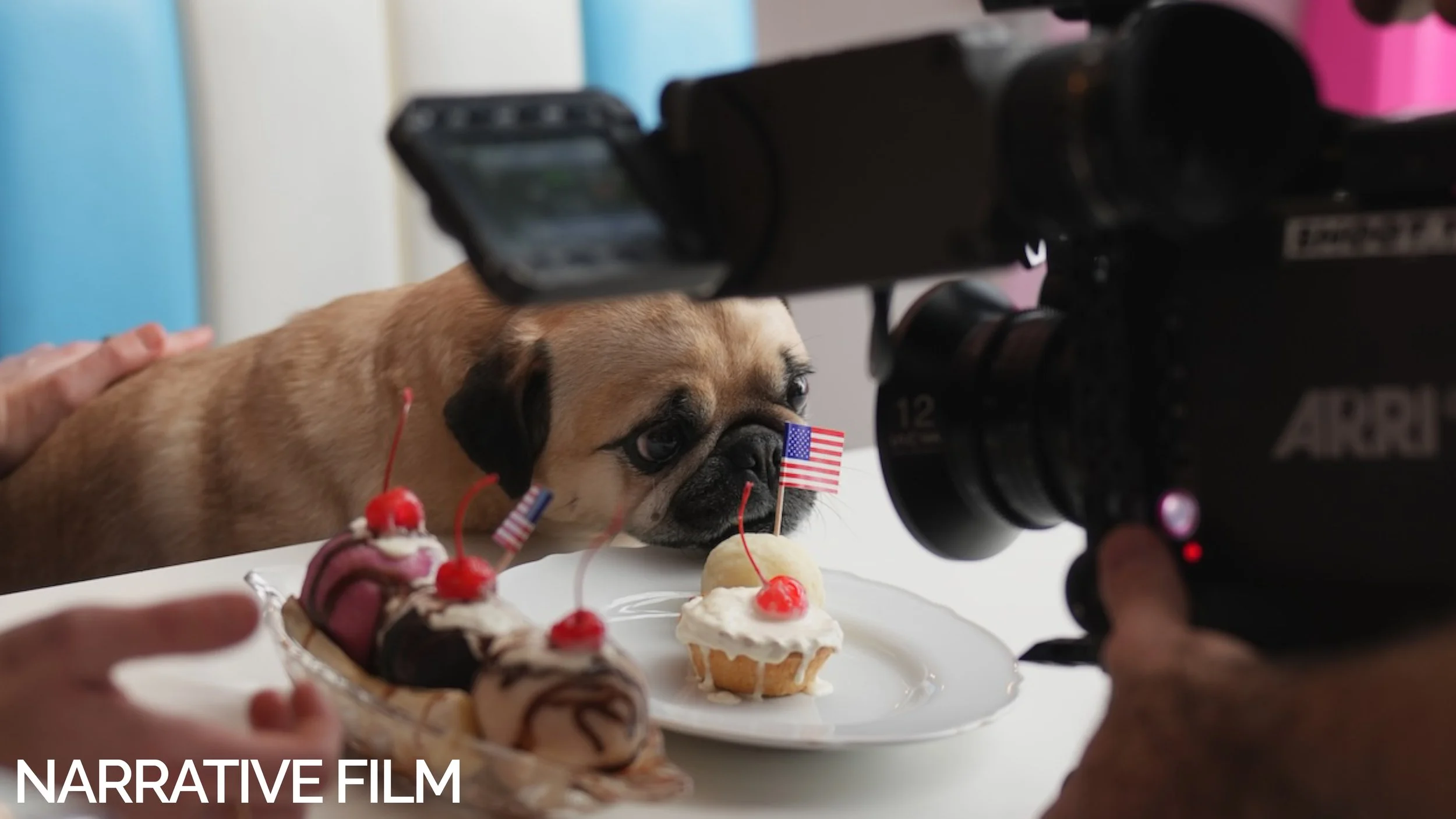 A pug dog with American flag ear tags looking at a plate of cupcakes and desserts being filmed or photographed with a professional camera. A person's hand is visible near the plate.