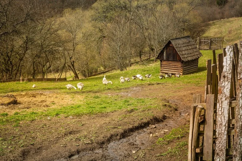 Capons, Cocks and Hens: Keeping Chickens in Medieval England
