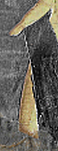 remnant detail