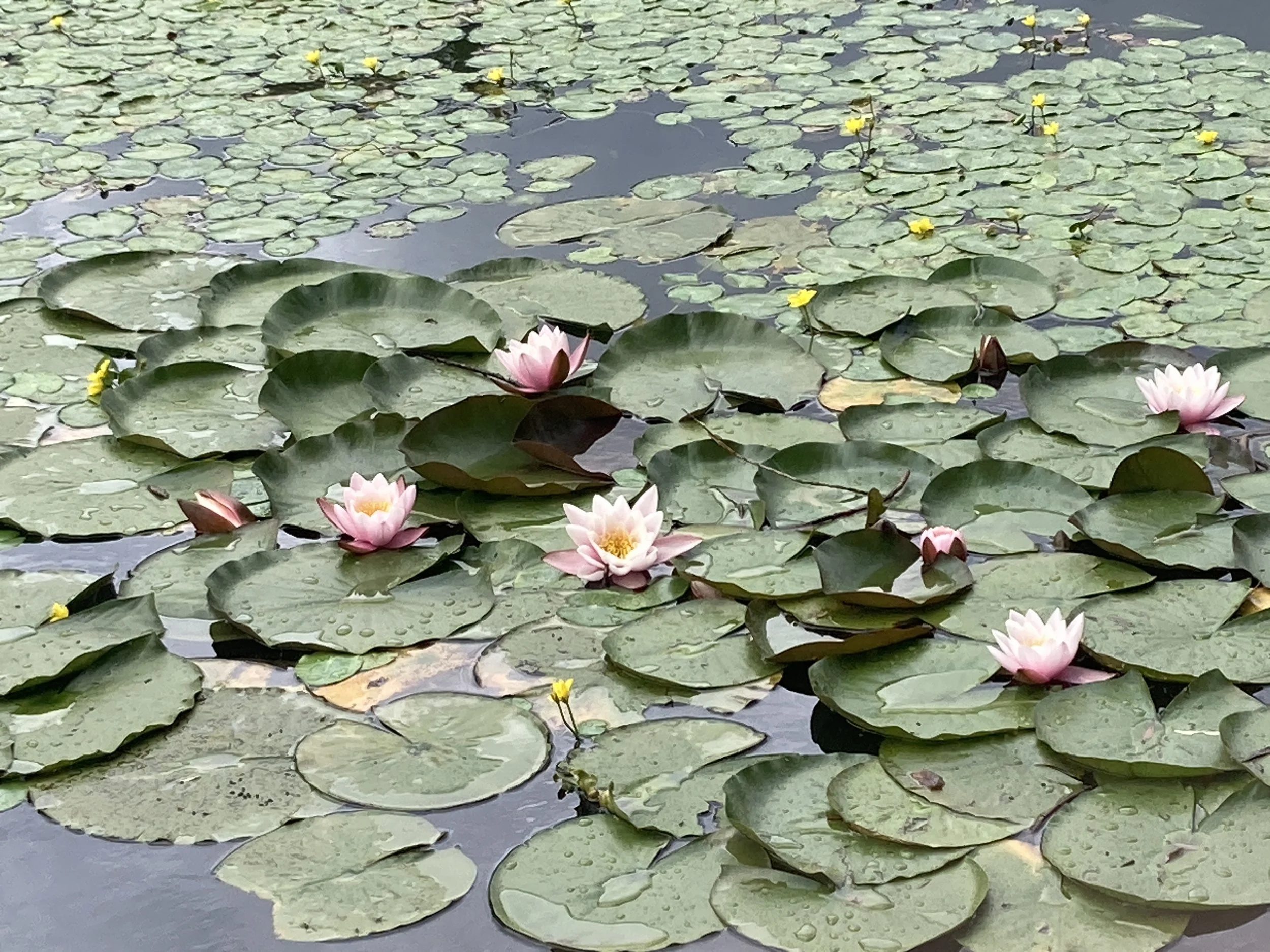 Seerosen mit pinken Blüten und grünen Wasserlilienblättern auf einem Teich