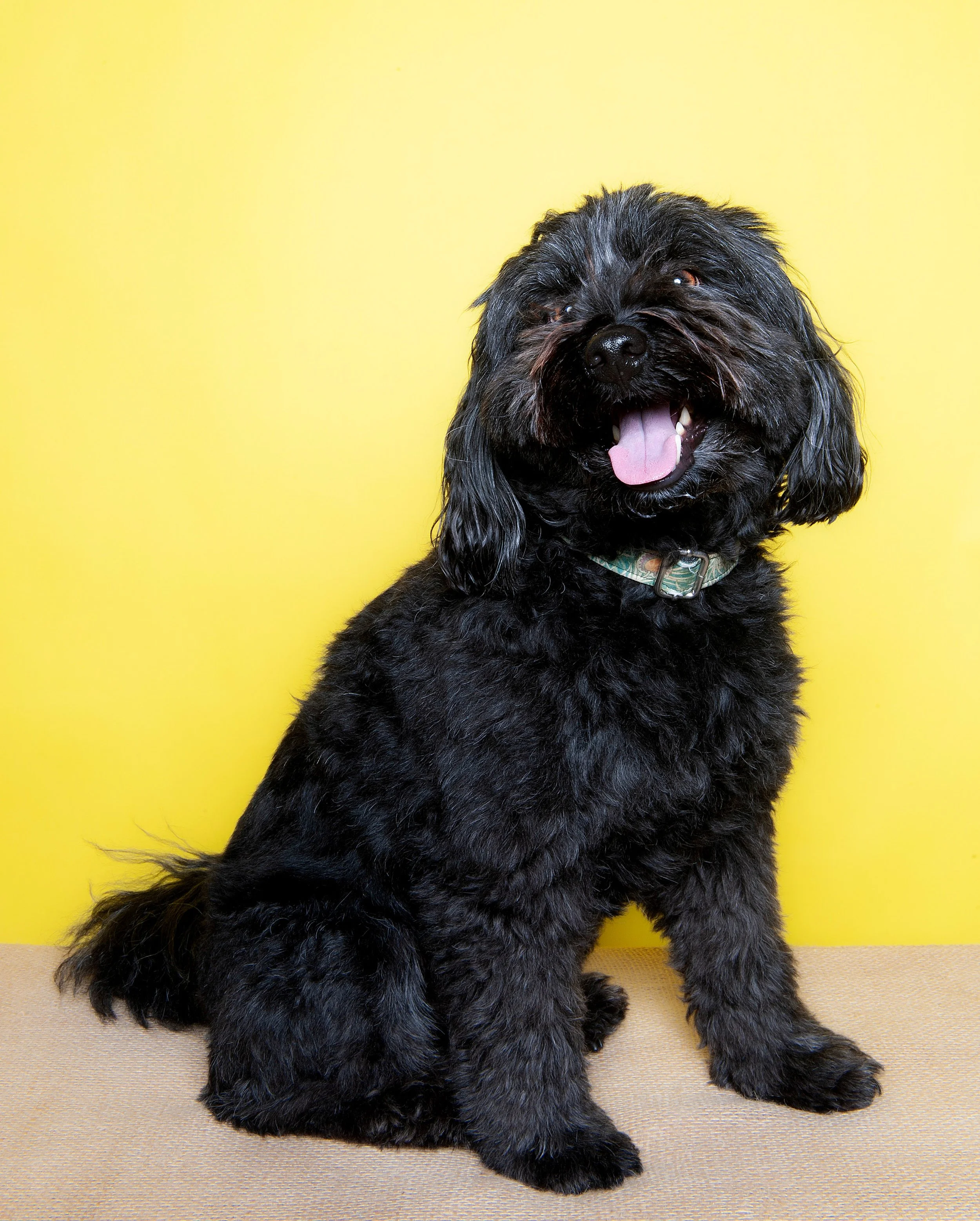 Black, curly-haired dog with its tongue out, sitting against a yellow background.