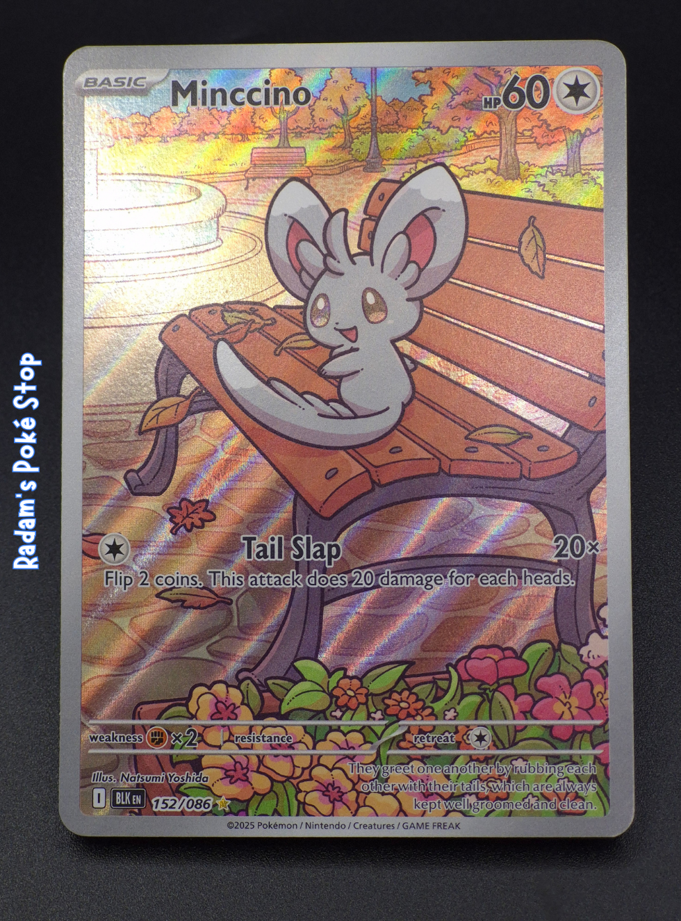 Minccino #152 IR Black Bolt