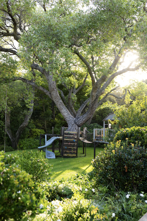 Mature tree over Outer Banks rental property maintained under a recurring tree maintenance plan