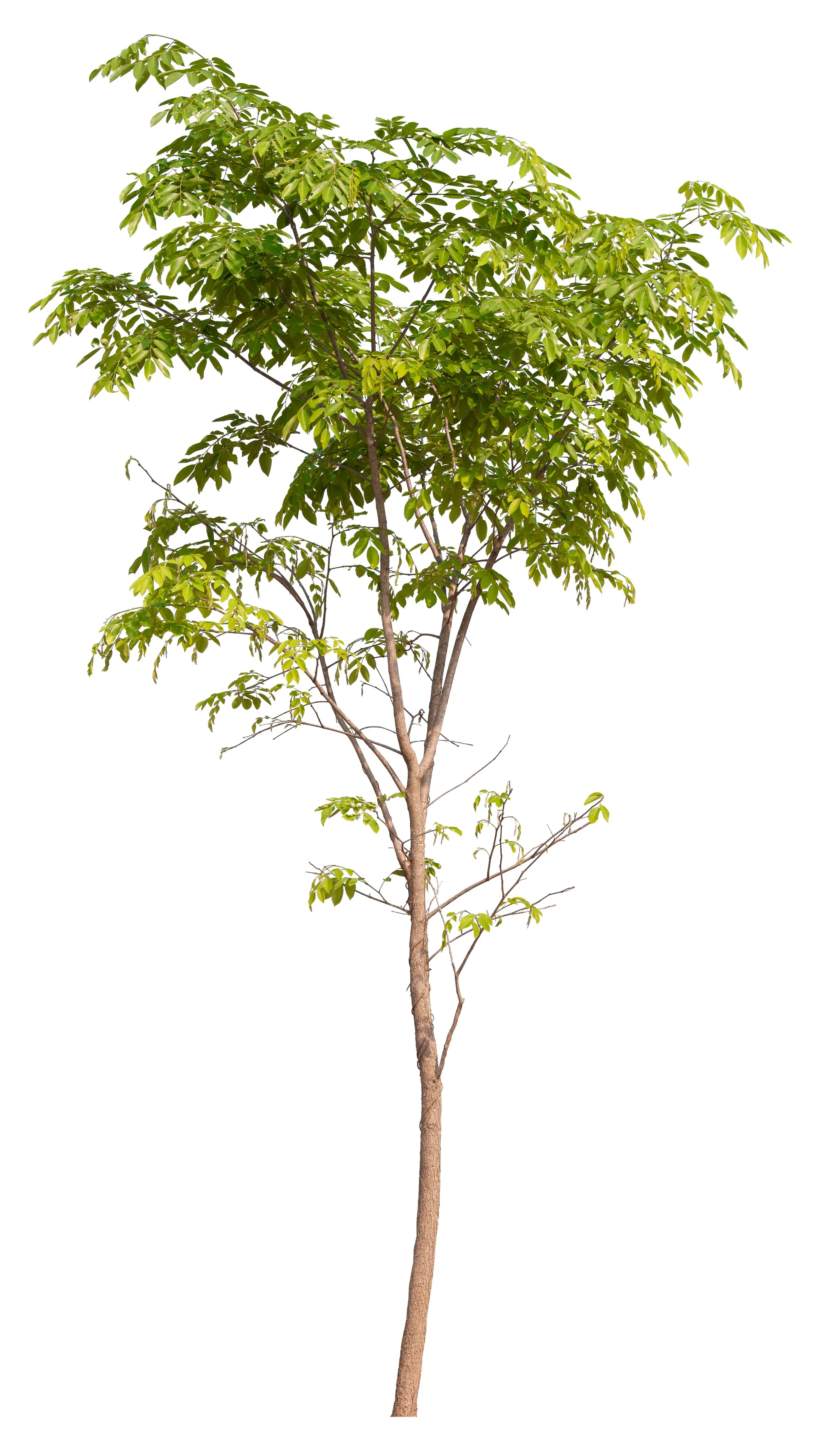 Young tree used to illustrate recurring tree maintenance scheduling for rental properties and HOAs in the Outer Banks